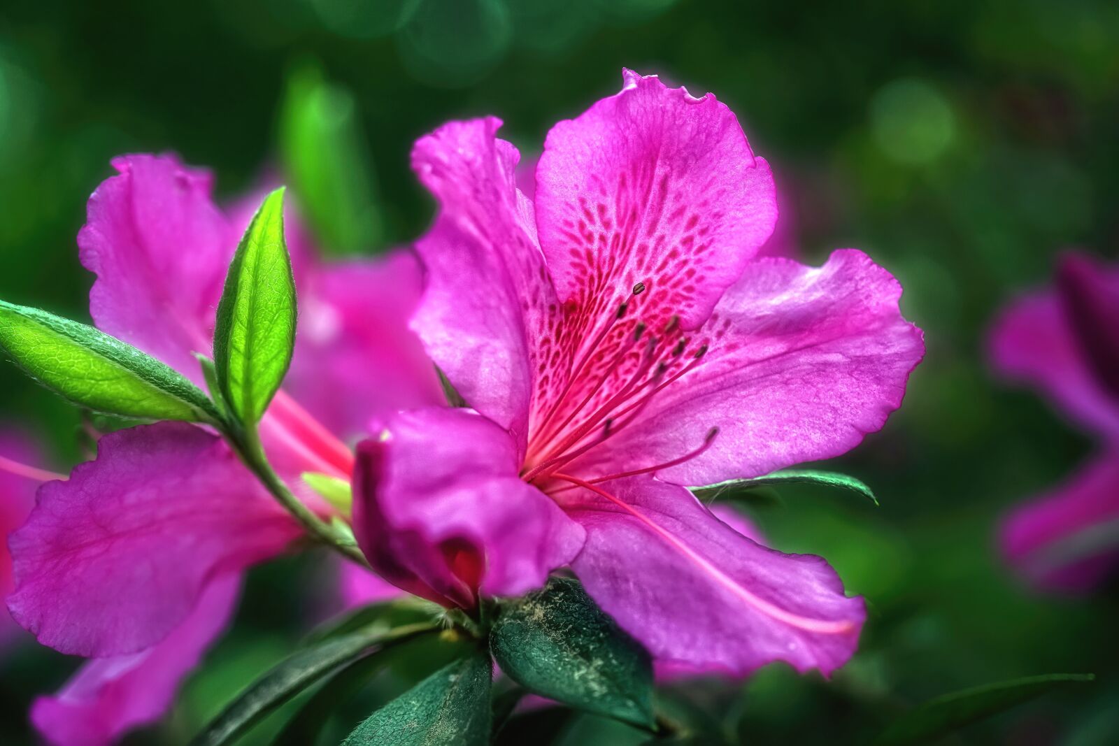 Sony a6300 sample photo. Azaleas, flowers, plant photography