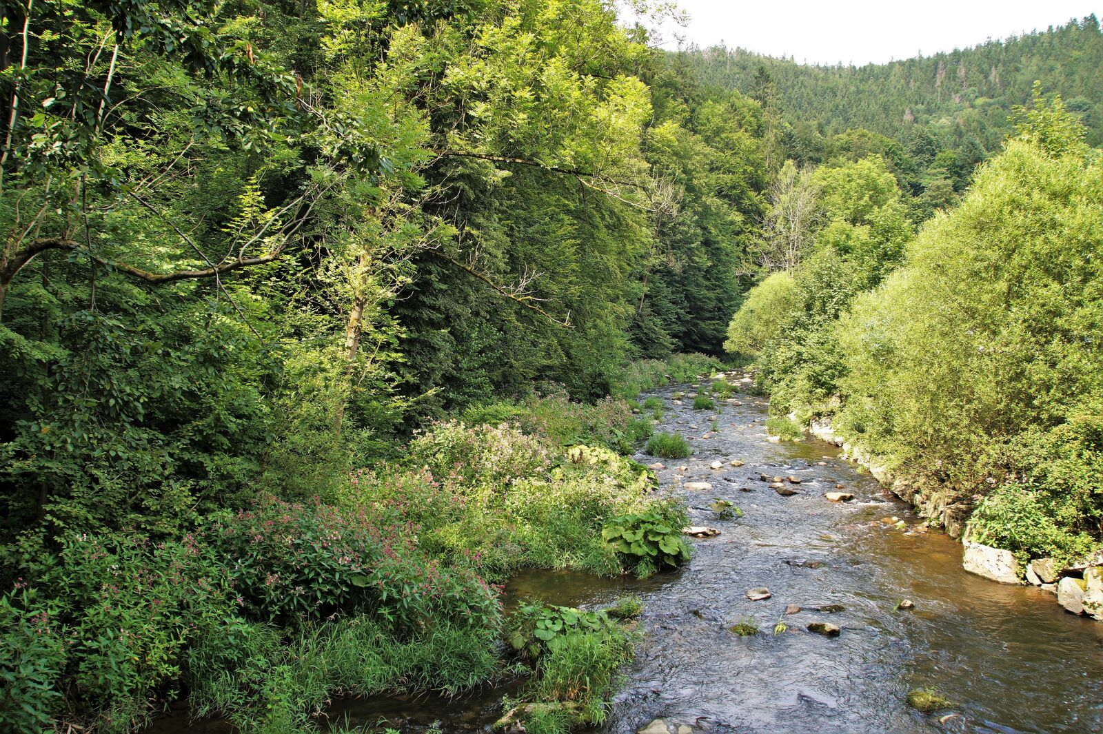 Sony SLT-A58 sample photo. River, wild eagle, water photography
