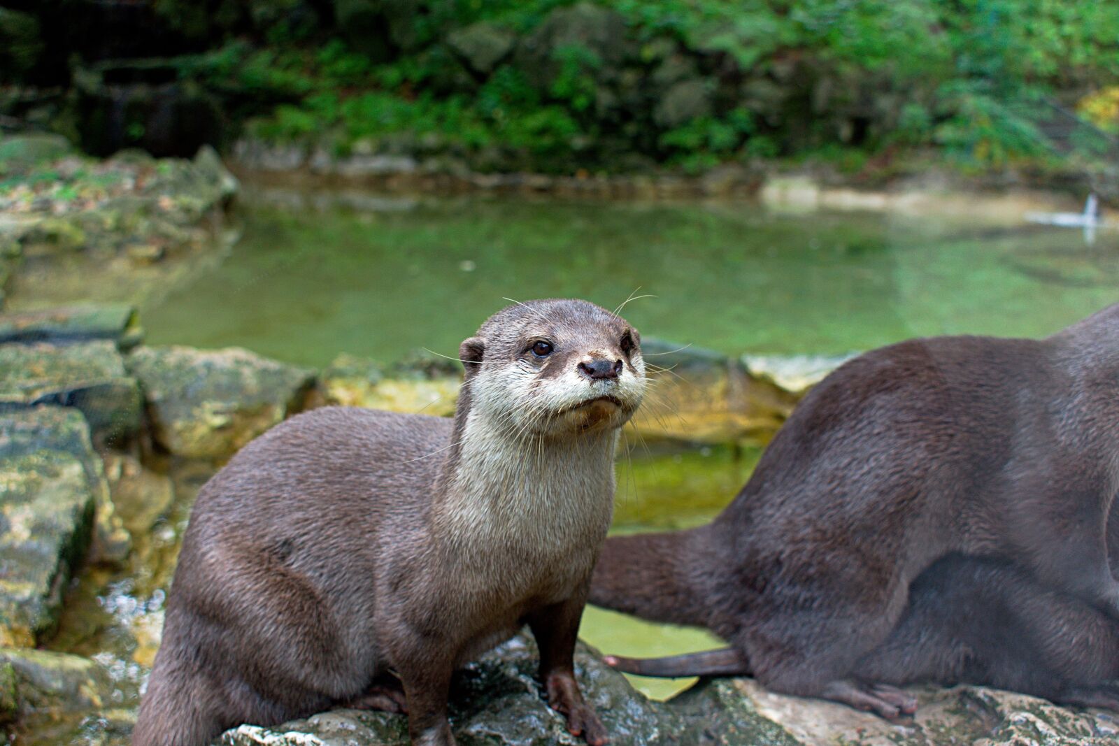 Nikon D3400 sample photo. Otter, whiskers, water photography