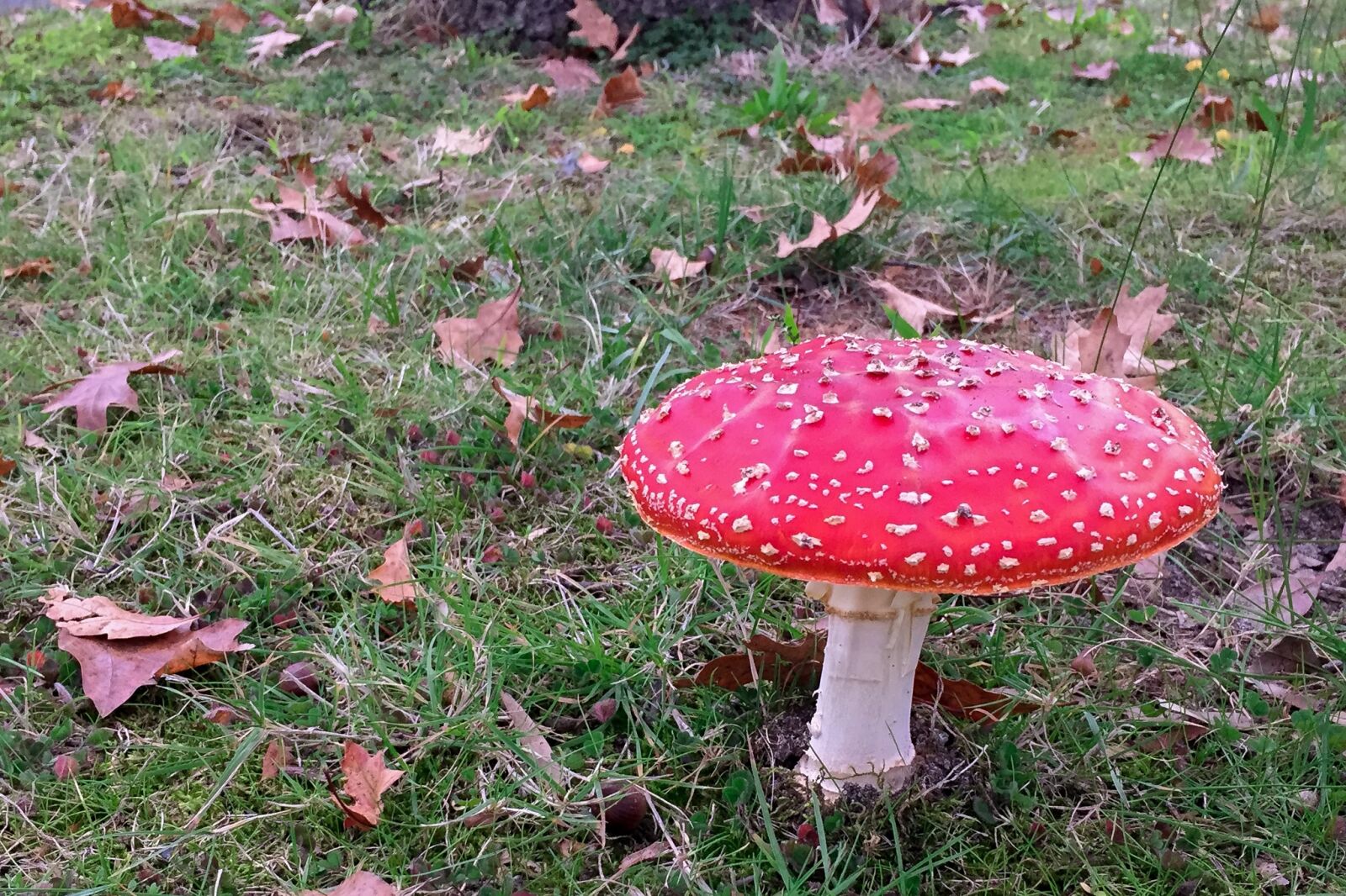Apple iPhone 6 sample photo. Mushroom, toadstool, poisonous photography