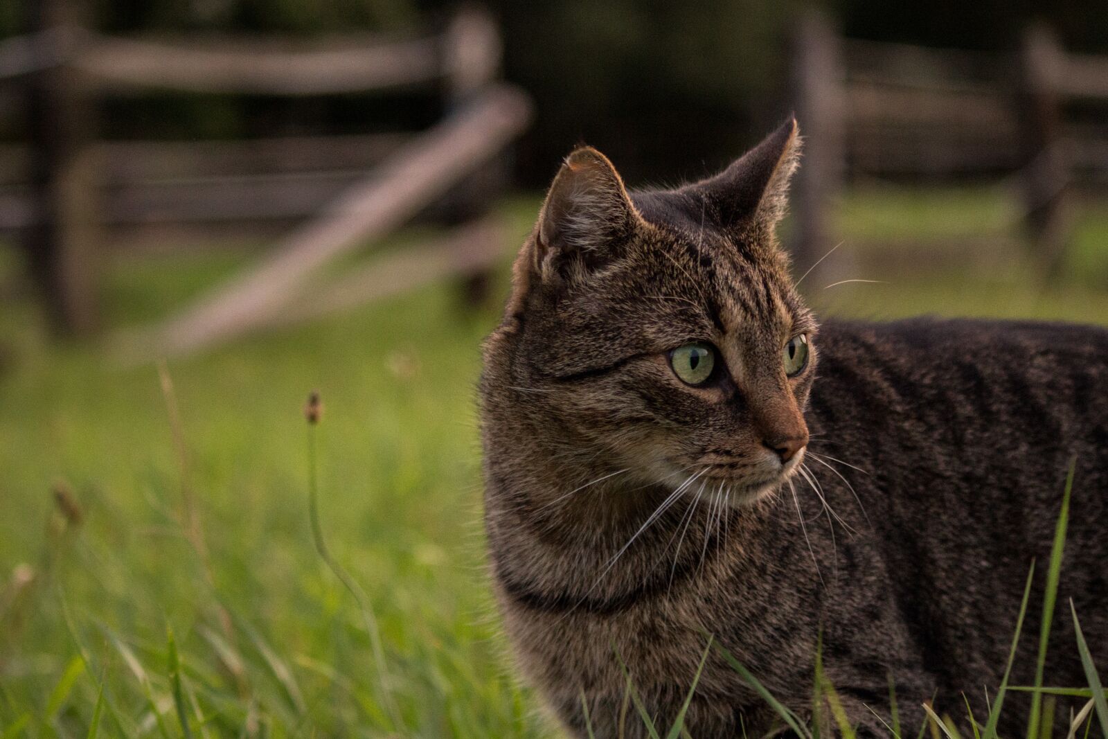 Canon EOS 700D (EOS Rebel T5i / EOS Kiss X7i) sample photo. Animal, mammal, cat photography