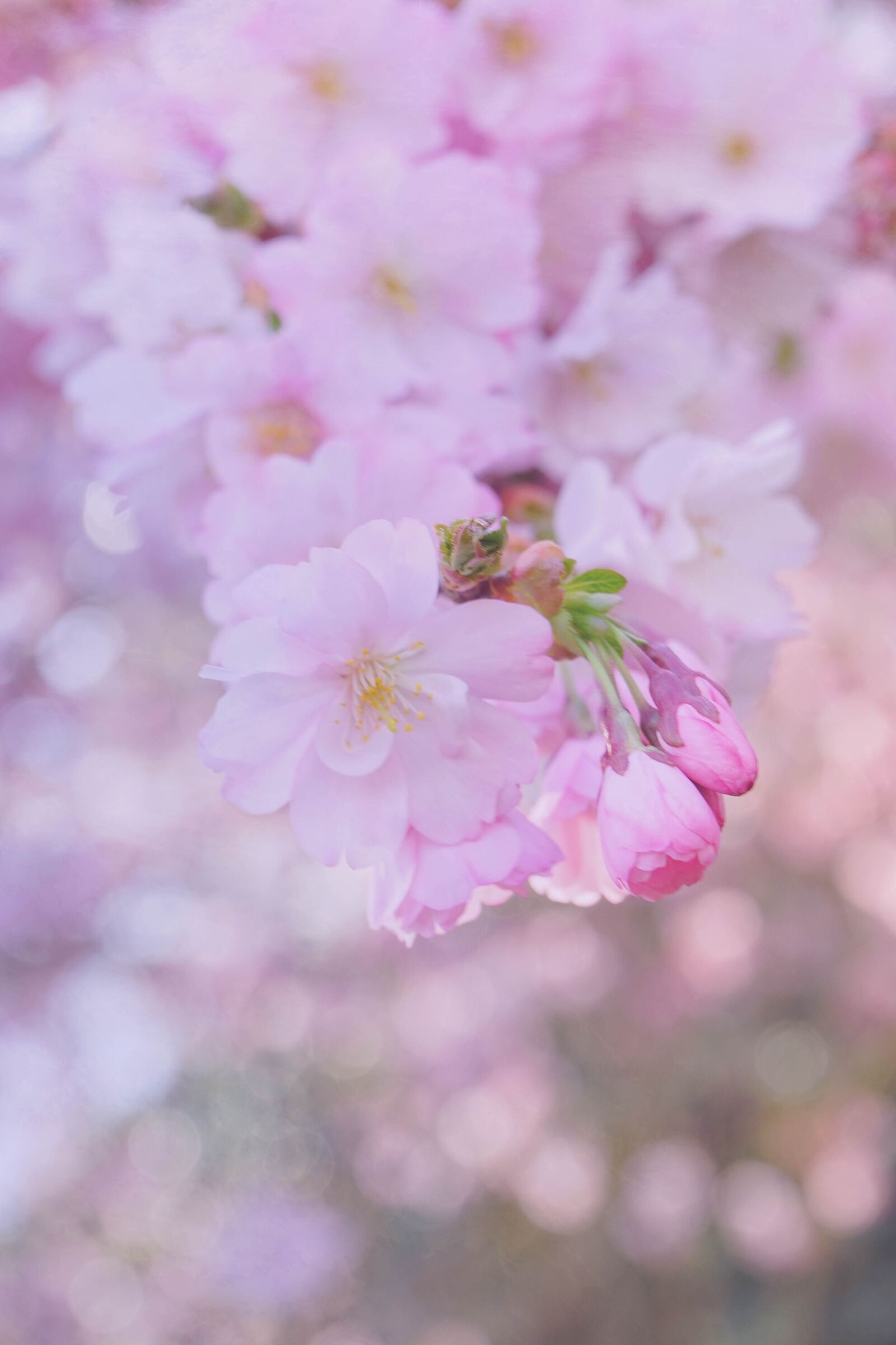 Canon EOS 50D sample photo. Pink, lilac, flowers photography