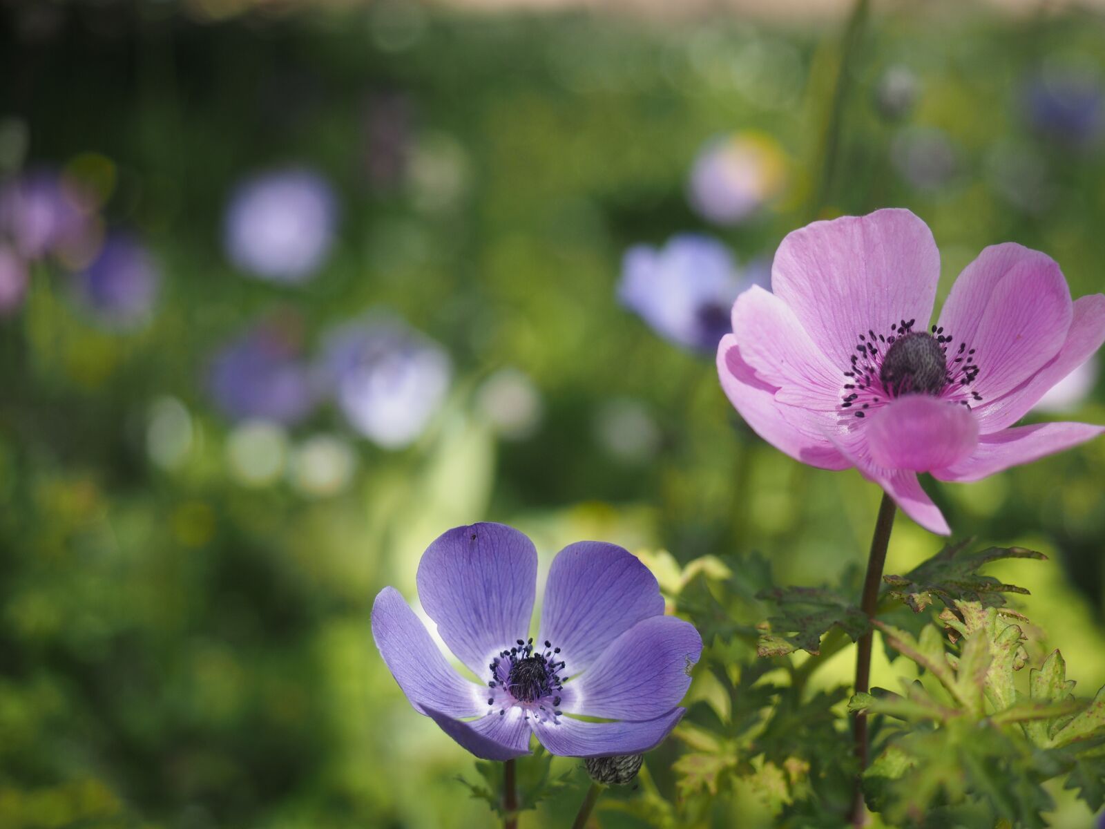 Olympus OM-D E-M1 + Olympus M.Zuiko Digital ED 12-40mm F2.8 Pro sample photo. Garden, spring, poppy photography