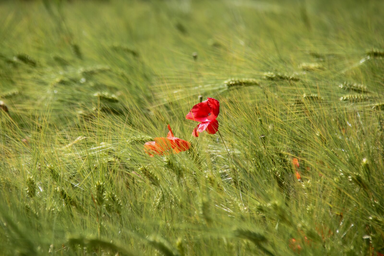 Canon EOS 7D + Canon EF-S 18-200mm F3.5-5.6 IS sample photo. Poppy, field, barley photography