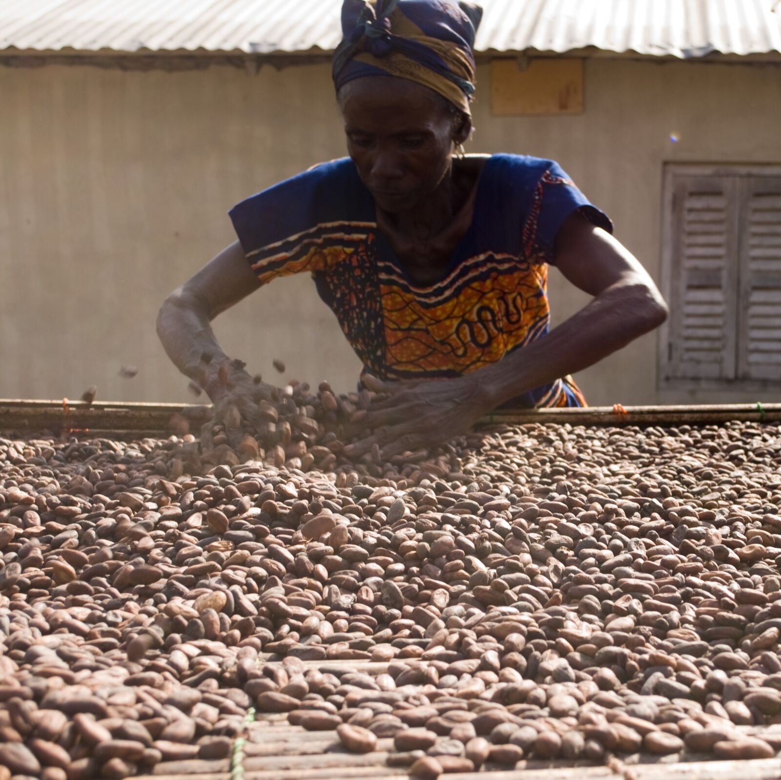 Nikon D200 sample photo. Cocoa, beans, drying photography