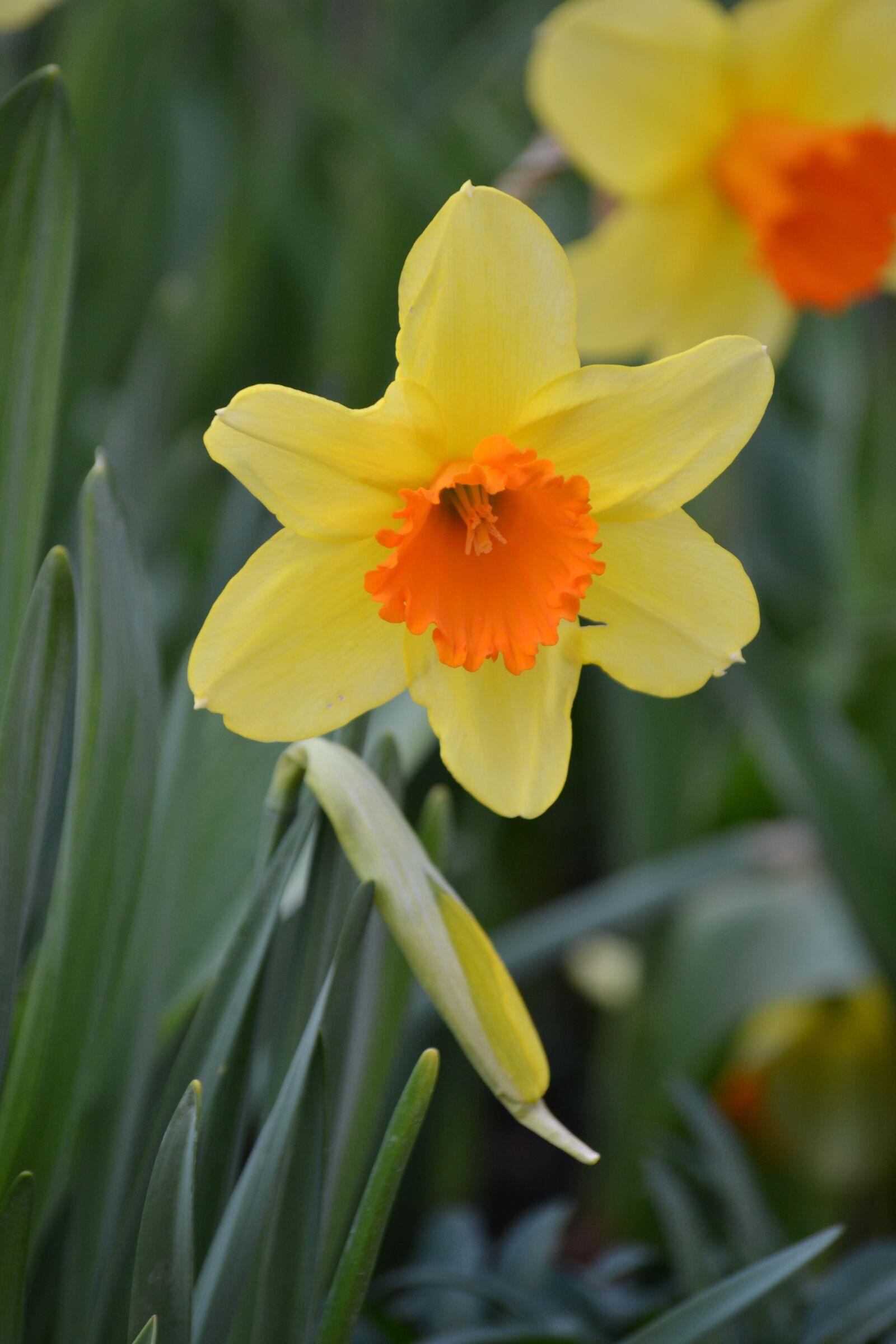 Nikon D3100 sample photo. Daffodil, spring, bloom photography