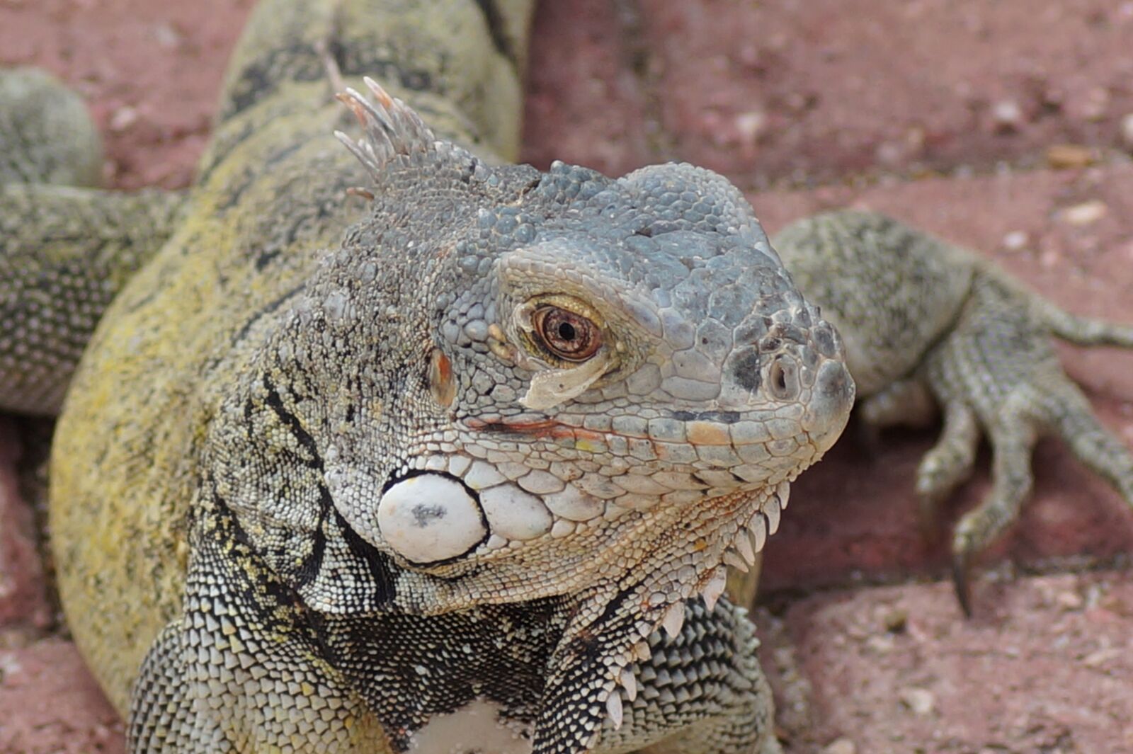 Sony SLT-A58 sample photo. Lizard, reptile, animal photography