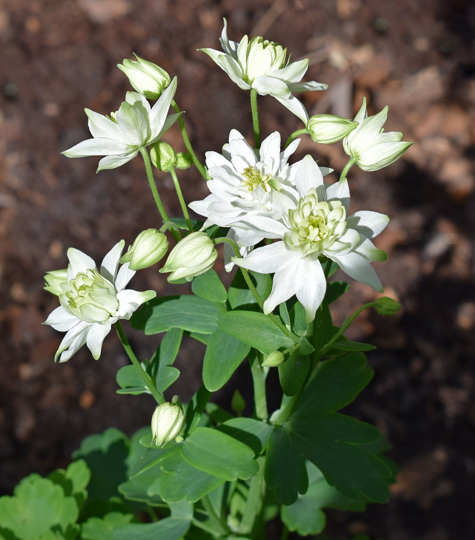 Nikon D3300 sample photo. Columbine, full bloom, double photography