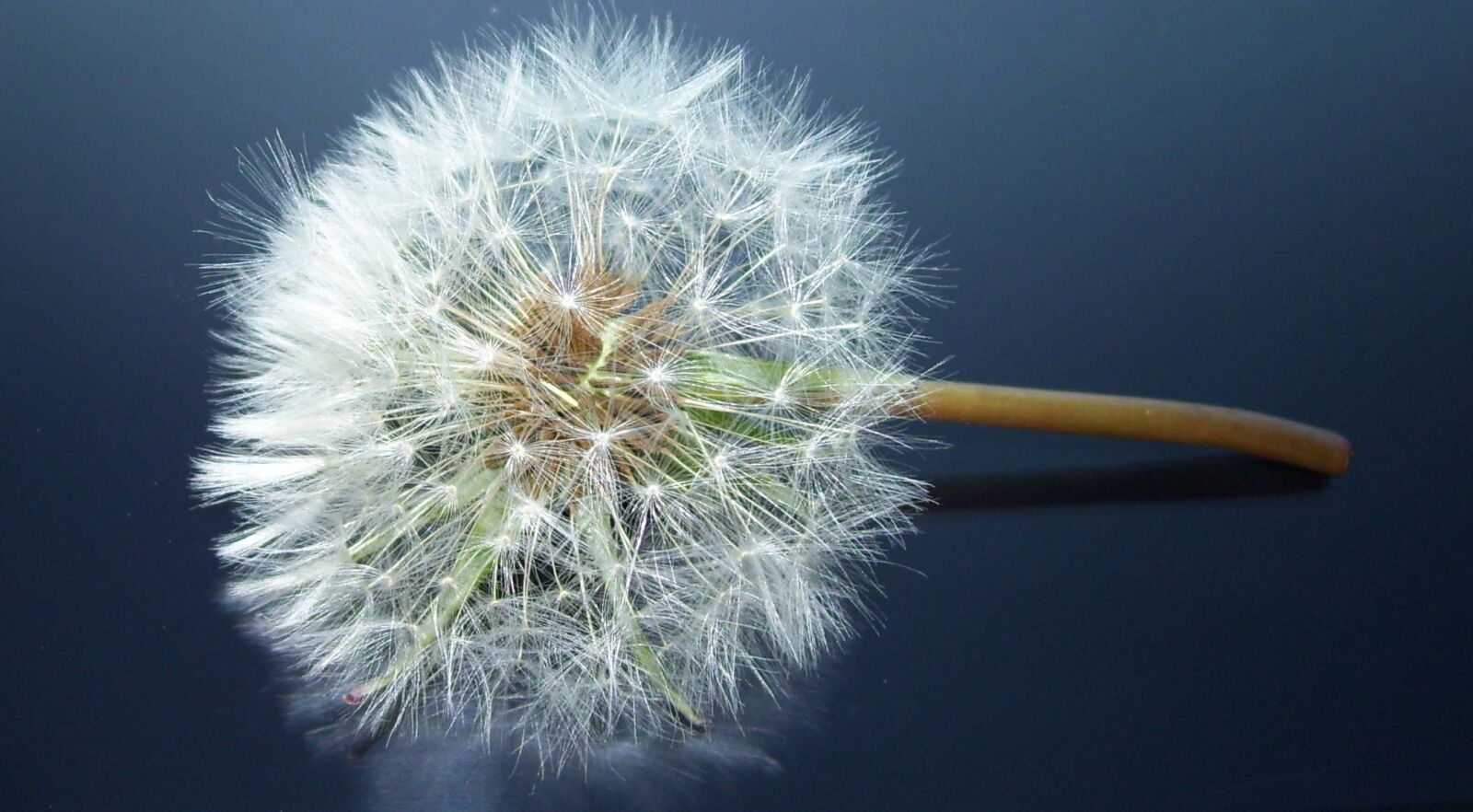 Kodak EASYSHARE C653 ZOOM DIGITAL CAMERA sample photo. Dandelion, sonchus oleraceus, meadow photography
