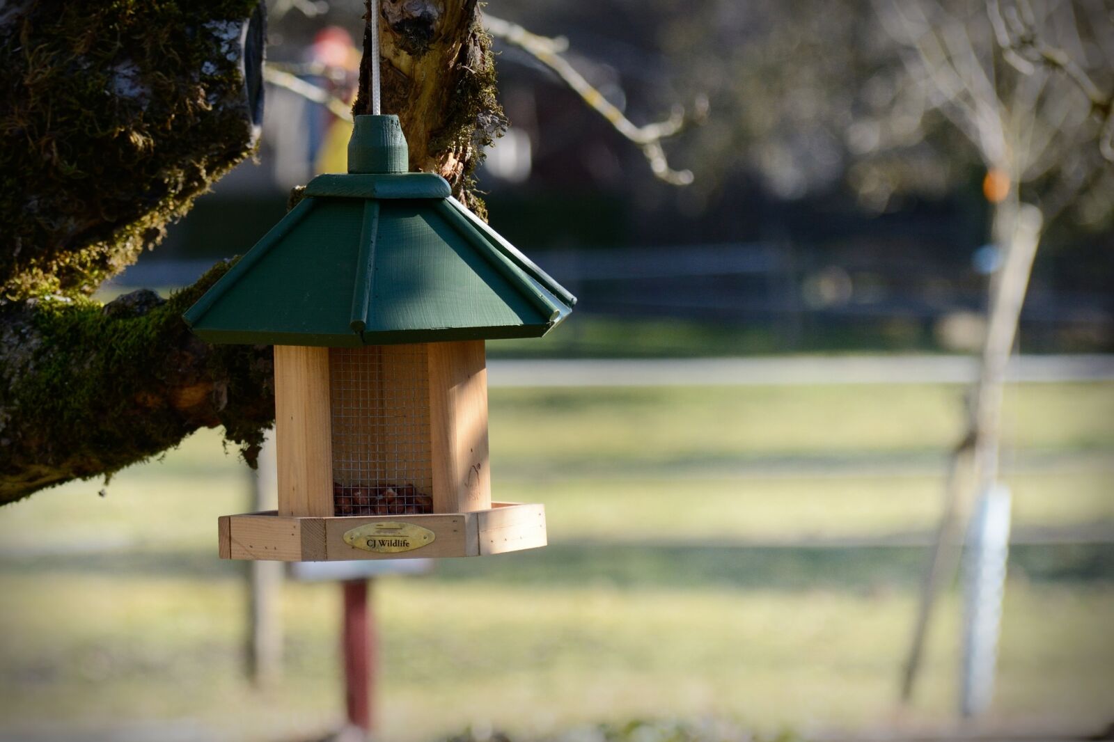 Nikon D7100 sample photo. Bird seed, bird, nature photography