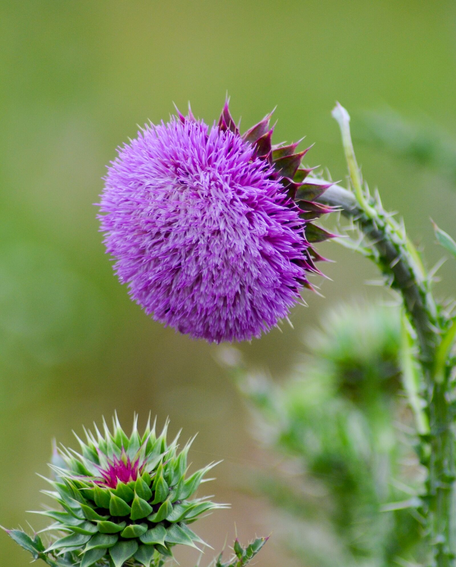 Nikon D7000 sample photo. Flower, violet, nature photography