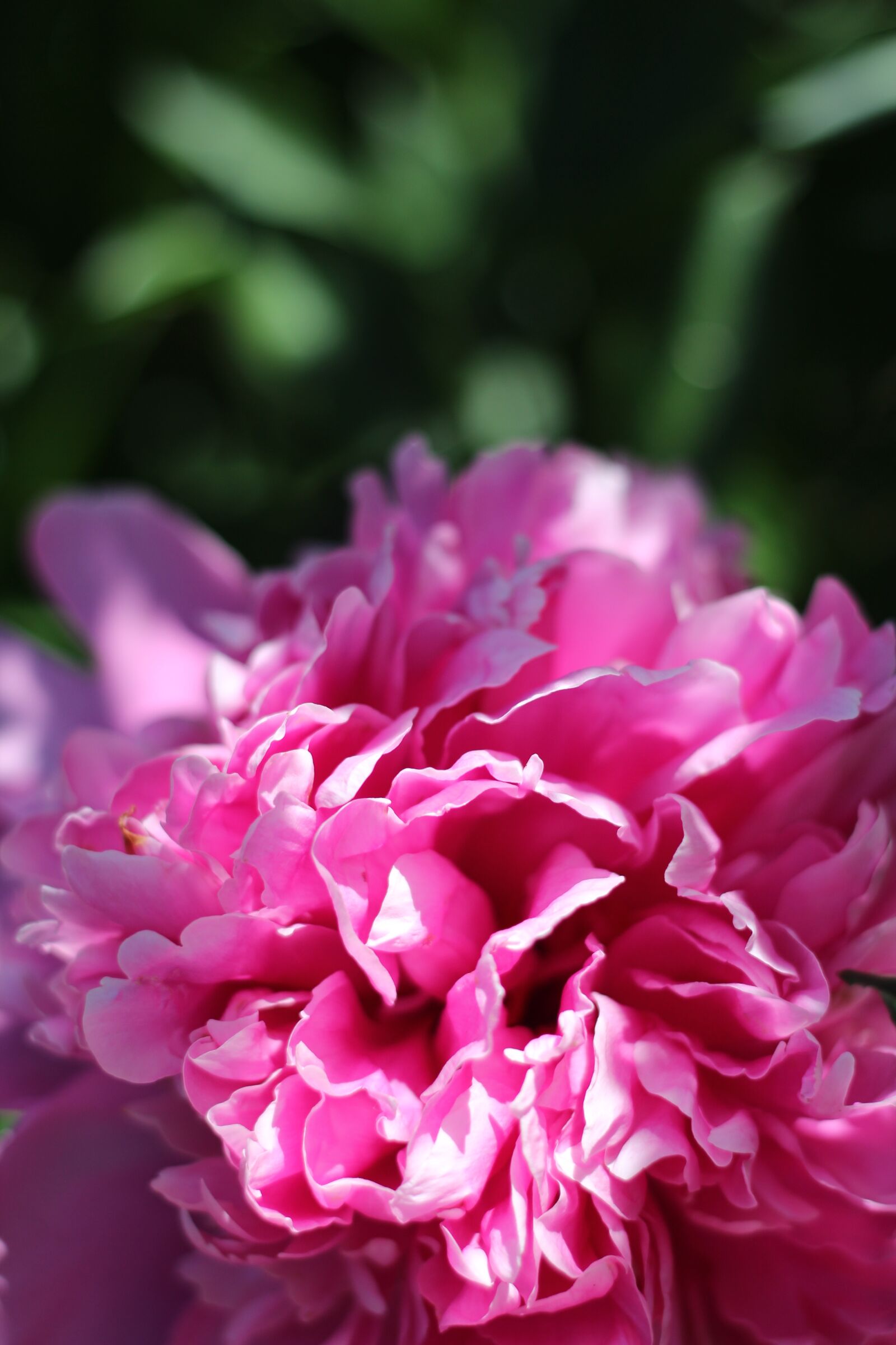 Canon EOS 600D (Rebel EOS T3i / EOS Kiss X5) + Canon EF 50mm F1.8 II sample photo. Peony, summer, pink photography