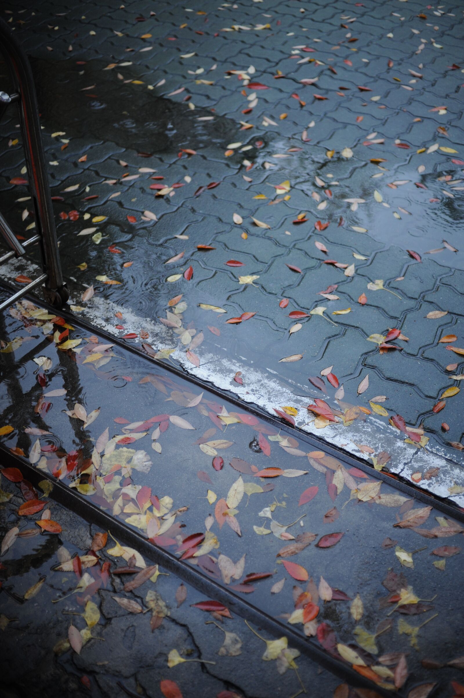 Nikon D700 sample photo. Leaves, non, leaf photography