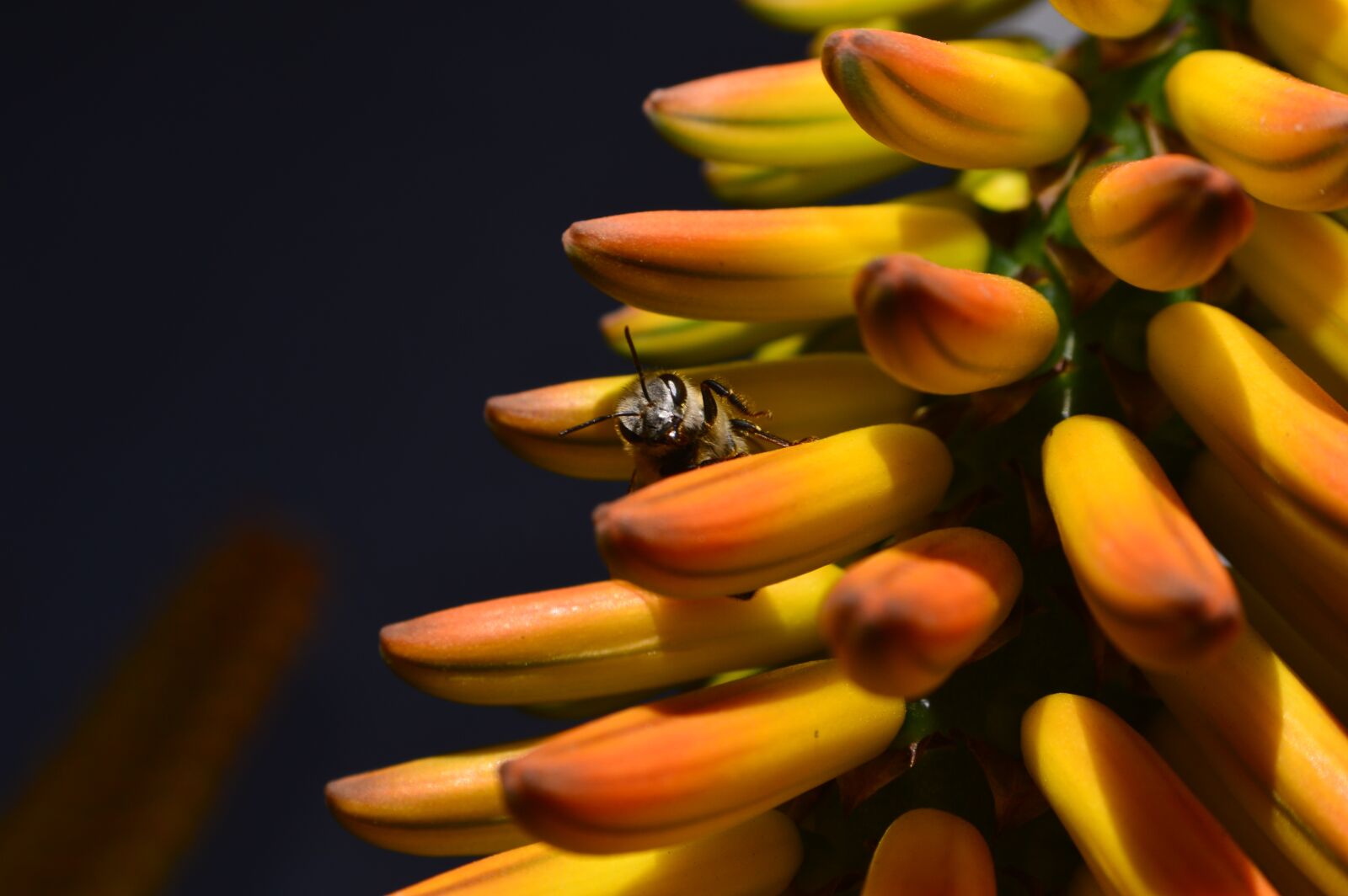 Nikon D3200 sample photo. Bee, flower, yellow photography