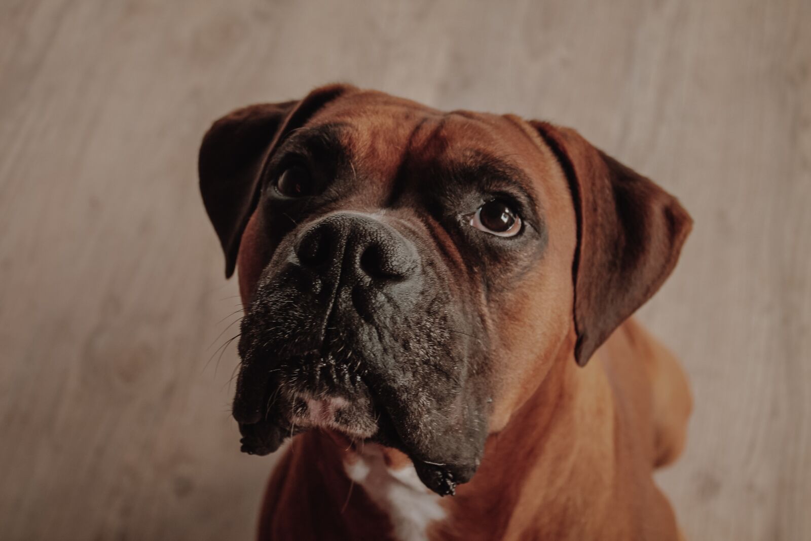 Canon EOS 1100D (EOS Rebel T3 / EOS Kiss X50) sample photo. Boxer, dog, animal photography