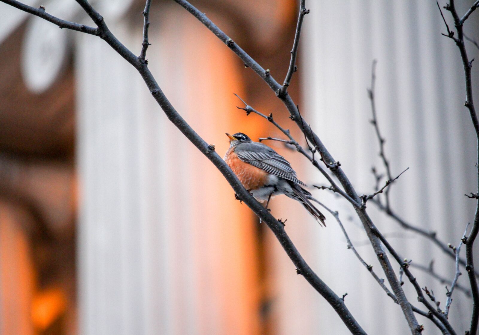 Canon EOS 700D (EOS Rebel T5i / EOS Kiss X7i) sample photo. Outdoors, nature, bird photography