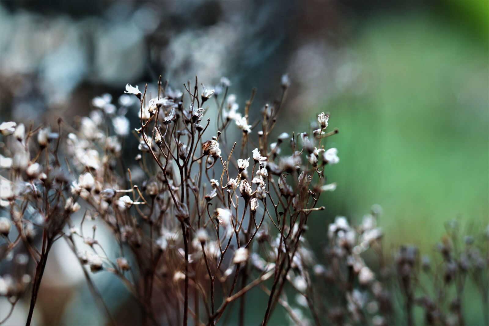 Canon EOS 200D (EOS Rebel SL2 / EOS Kiss X9) + Canon EF 50mm F1.8 STM sample photo. Nature, mood, flower photography