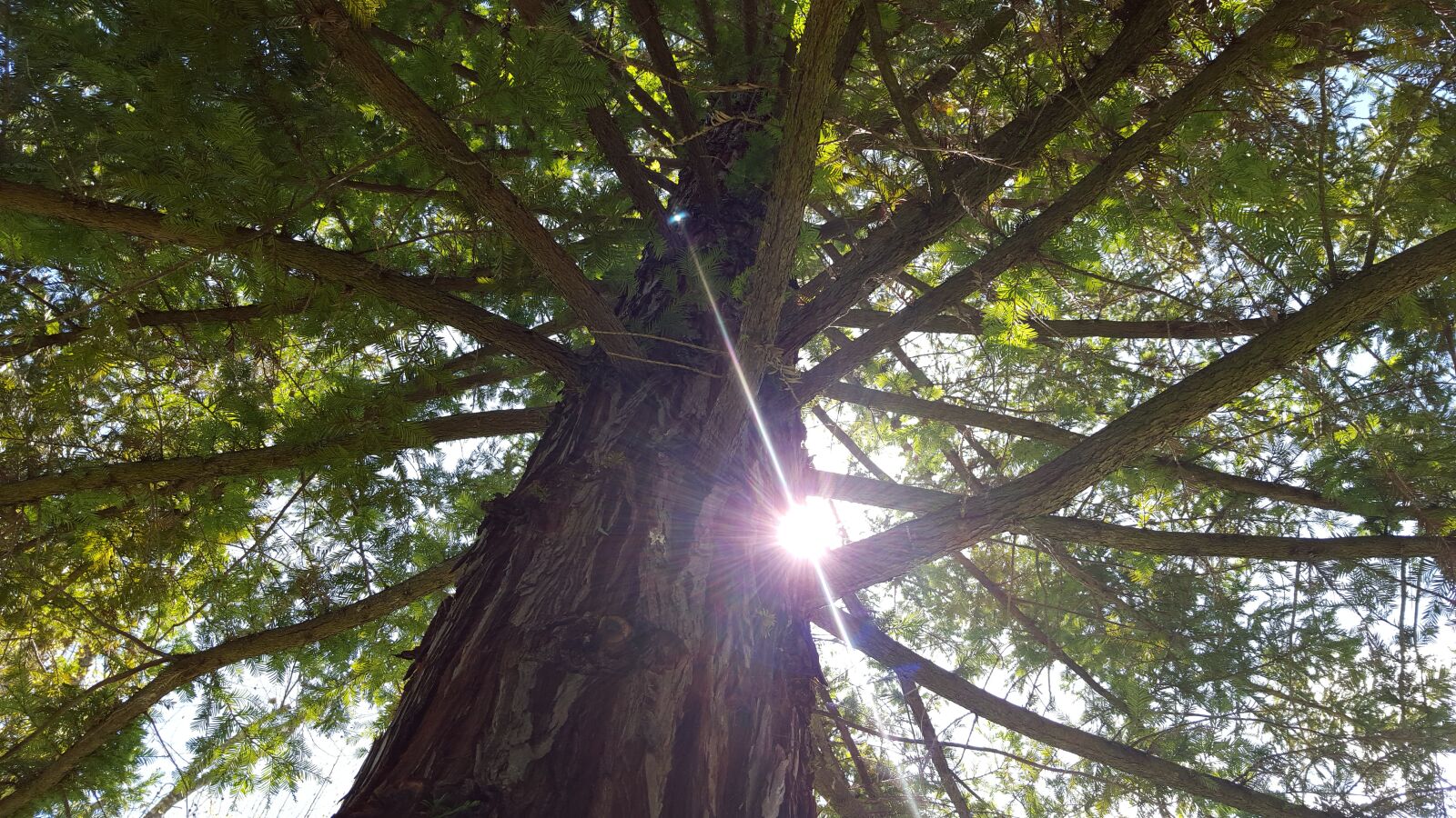 Samsung Galaxy S6 sample photo. Redwood, tree, nature photography
