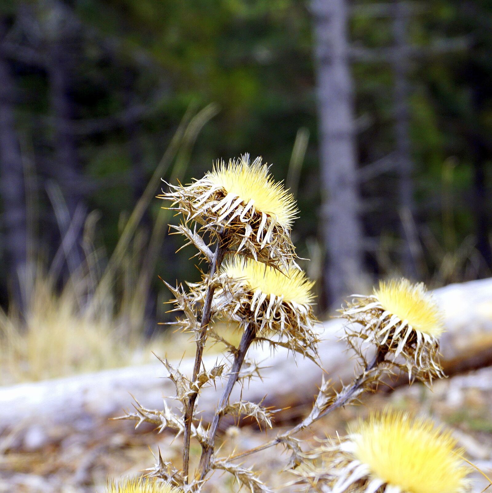 Sony a6000 sample photo. Thistle, plant, cotton thistle photography