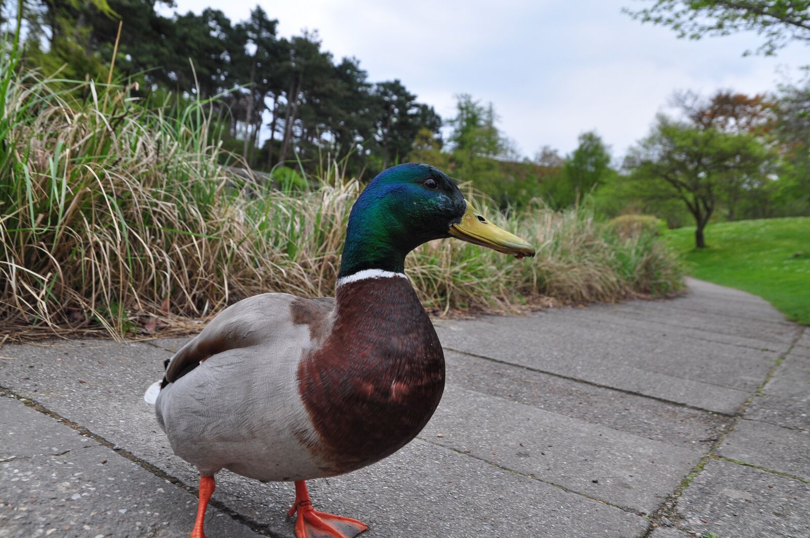 Nikon D90 sample photo. Duck, nature, bird photography
