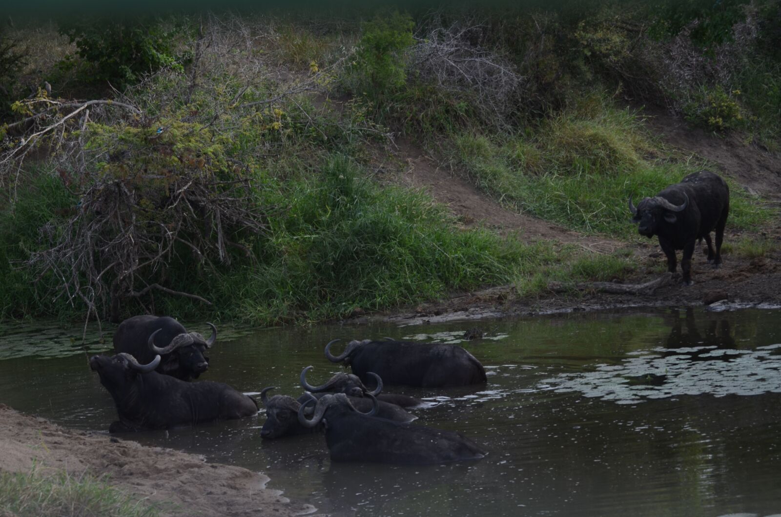 Nikon D7000 sample photo. Buffalo, dagga bulls, cape photography