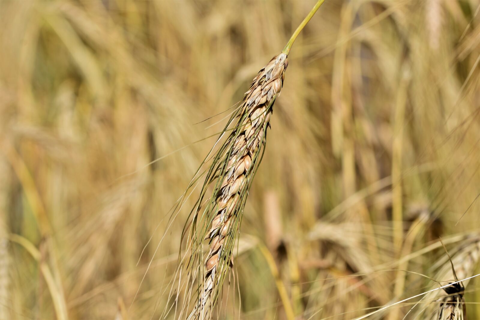 Nikon D7200 sample photo. Winter wheat, wheat, cereals photography