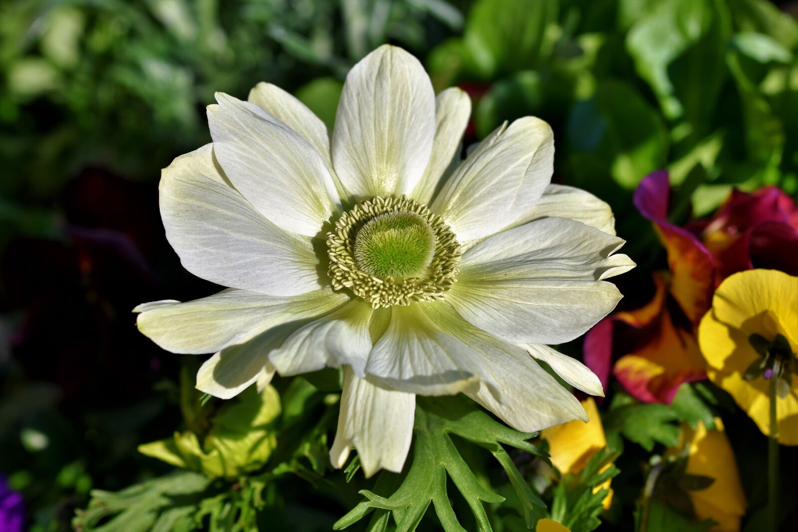 Nikon D7200 sample photo. Anemone, blossom, bloom photography