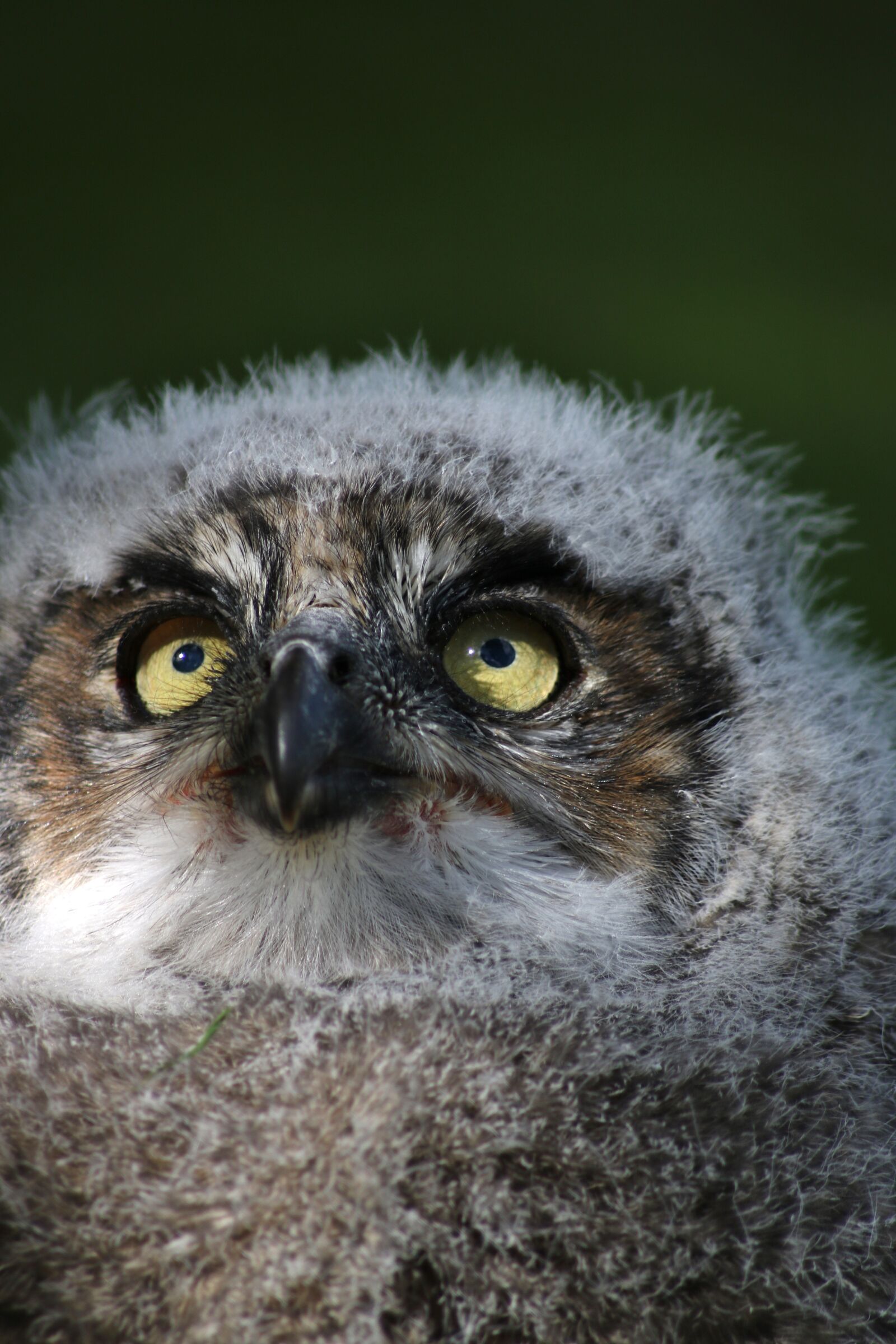 Canon EOS 750D (EOS Rebel T6i / EOS Kiss X8i) sample photo. Baby owl, eyes, cute photography