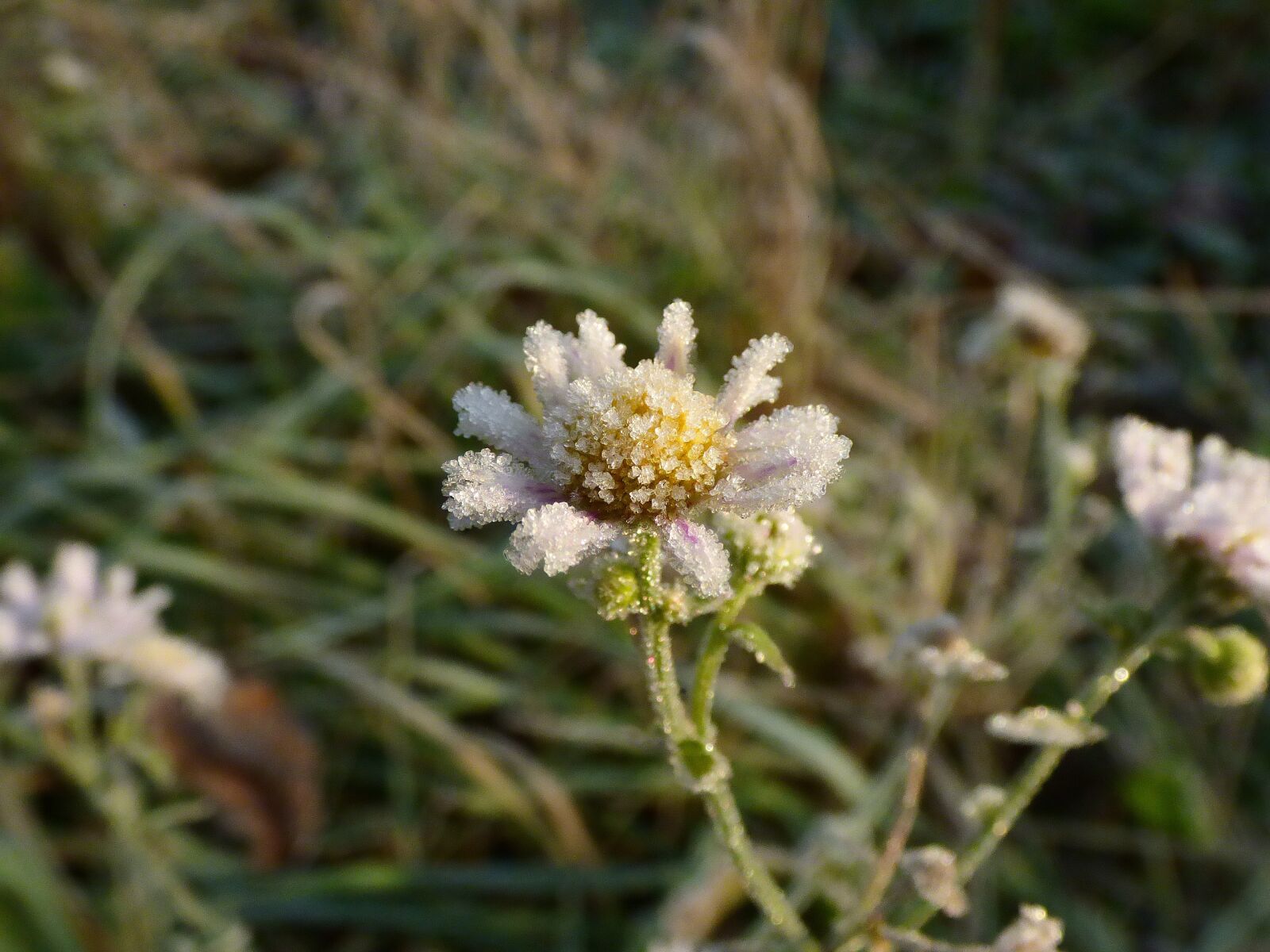 Panasonic DMC-FZ72 sample photo. Flowers, frost, autumn photography