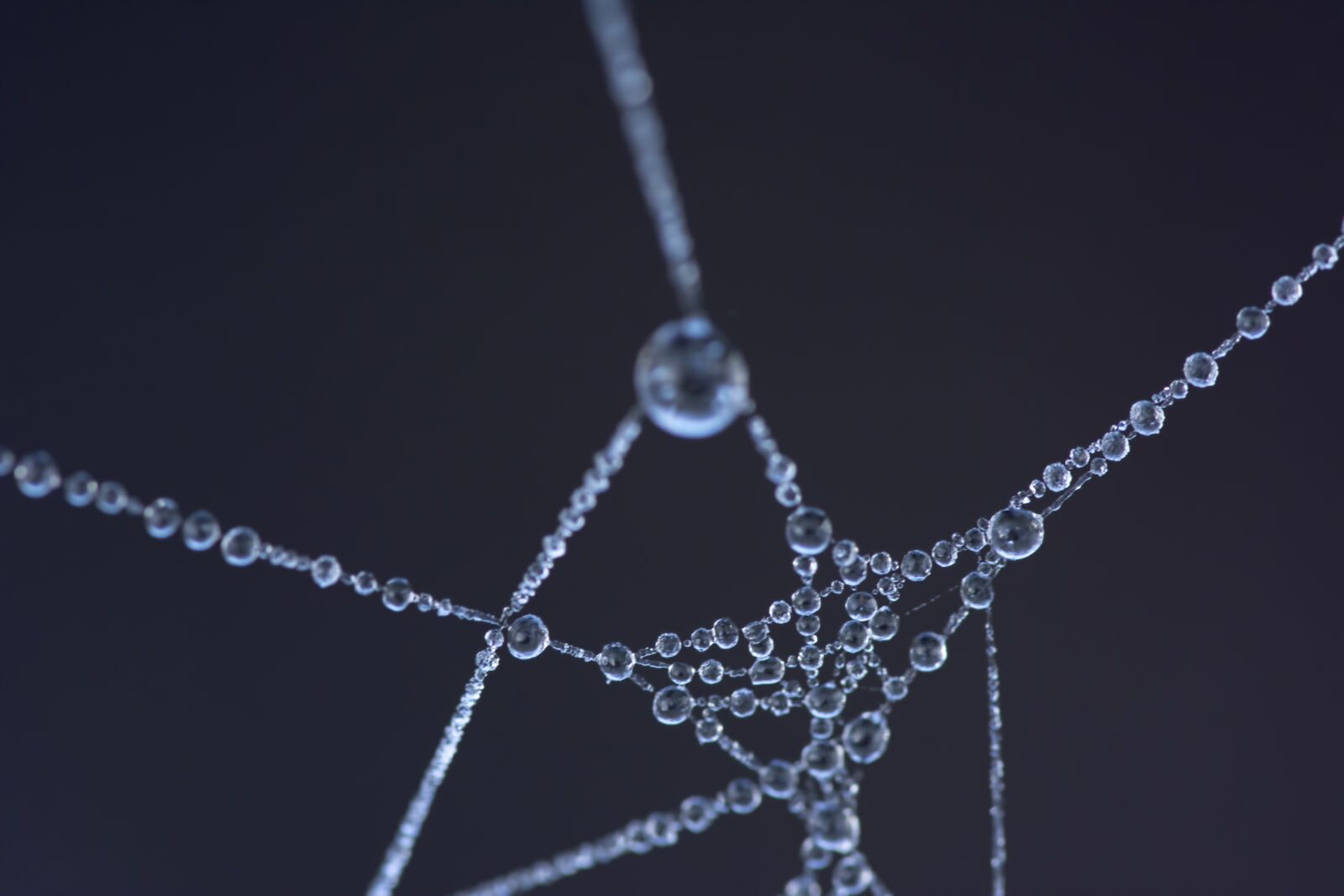 Nikon D5200 sample photo. Spider web, frozen, dew photography