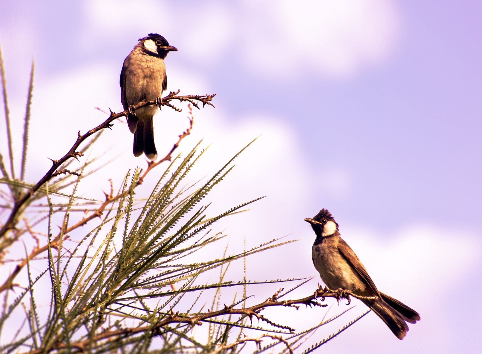 Nikon D40 sample photo. Birds, branch, summer photography