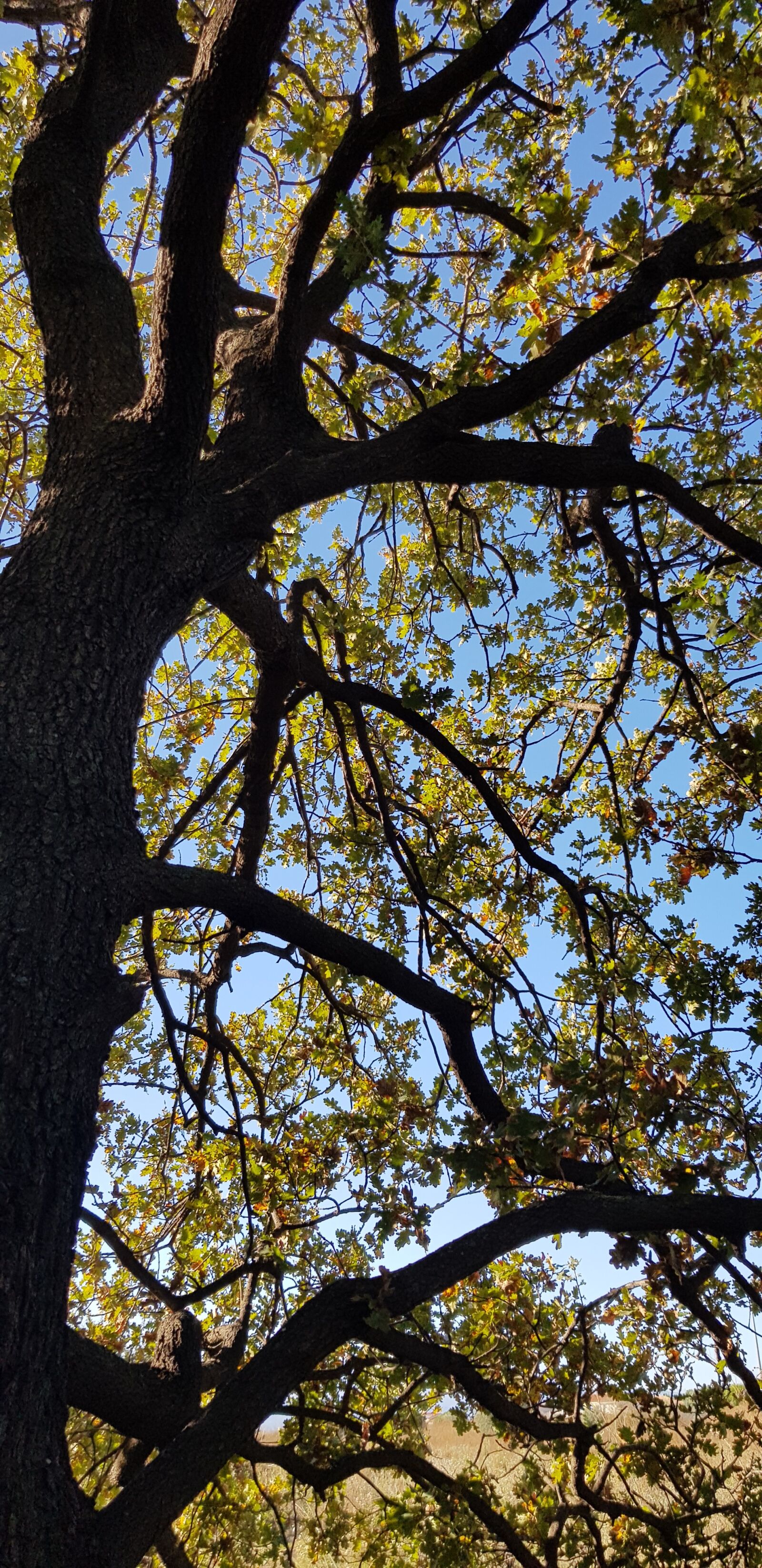 Samsung Galaxy S8 sample photo. Tree, forest, trees photography