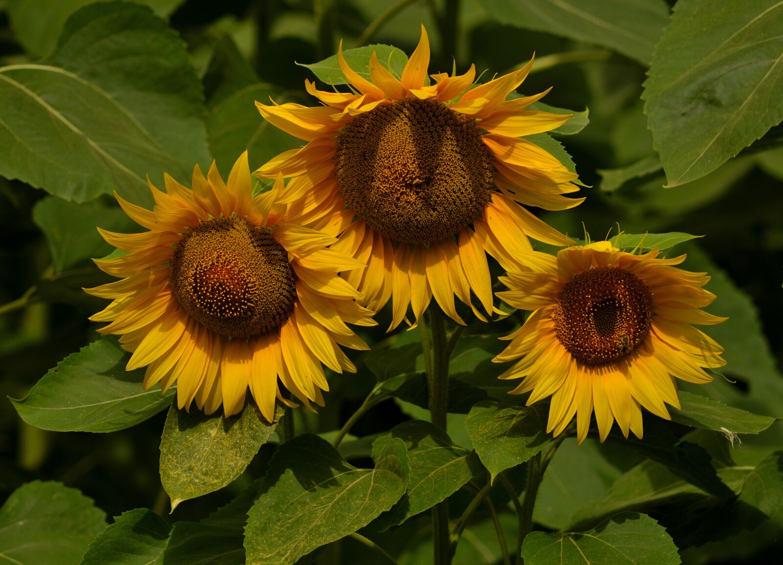 Nikon D3300 sample photo. Sunflower, three, flower photography
