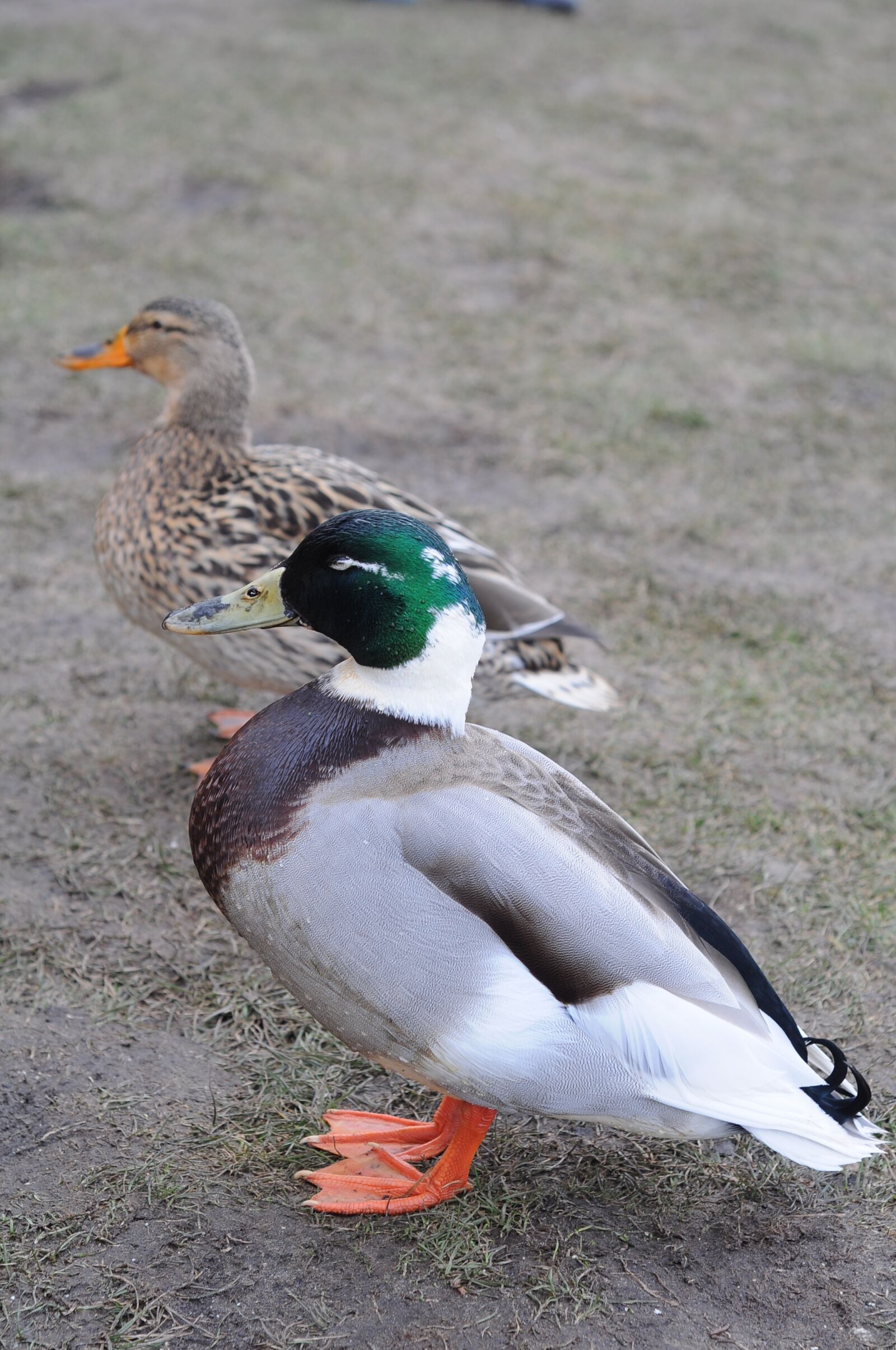 Nikon D90 sample photo. Ducks, male, female photography