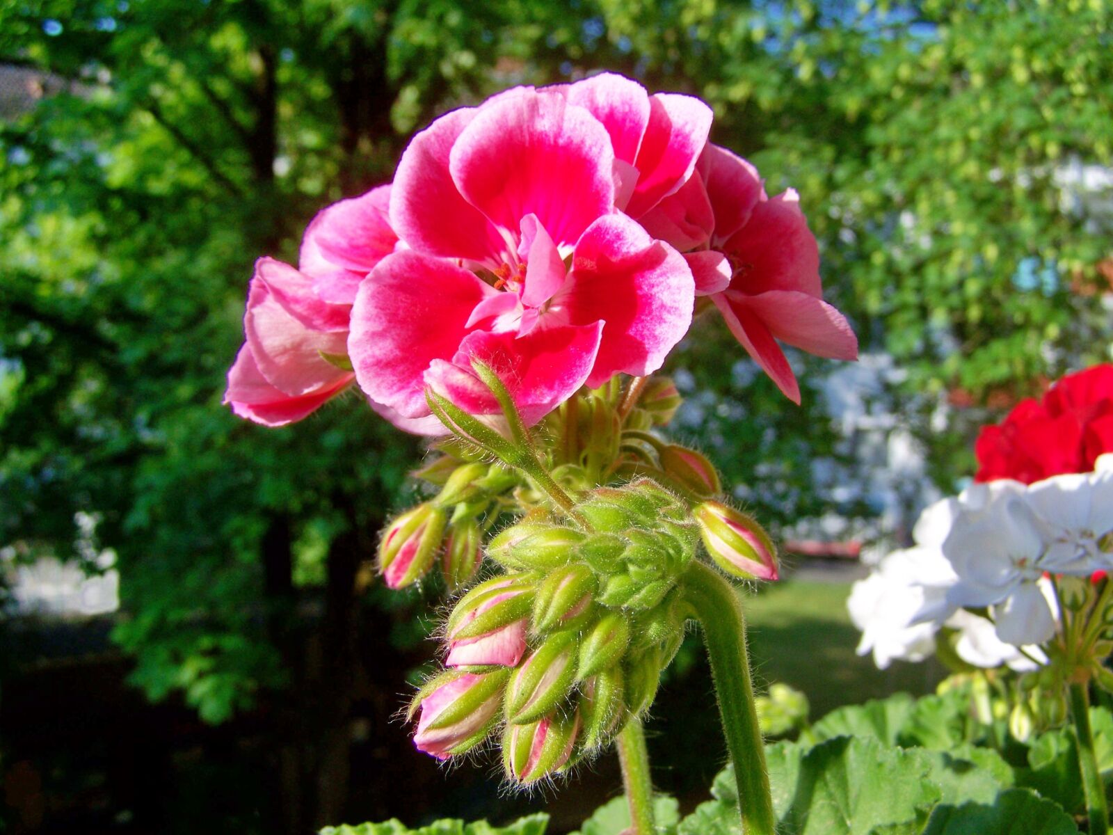Kodak EASYSHARE ZD710 ZOOM DIGITAL CAMERA sample photo. Geranium, two-faced flower photography