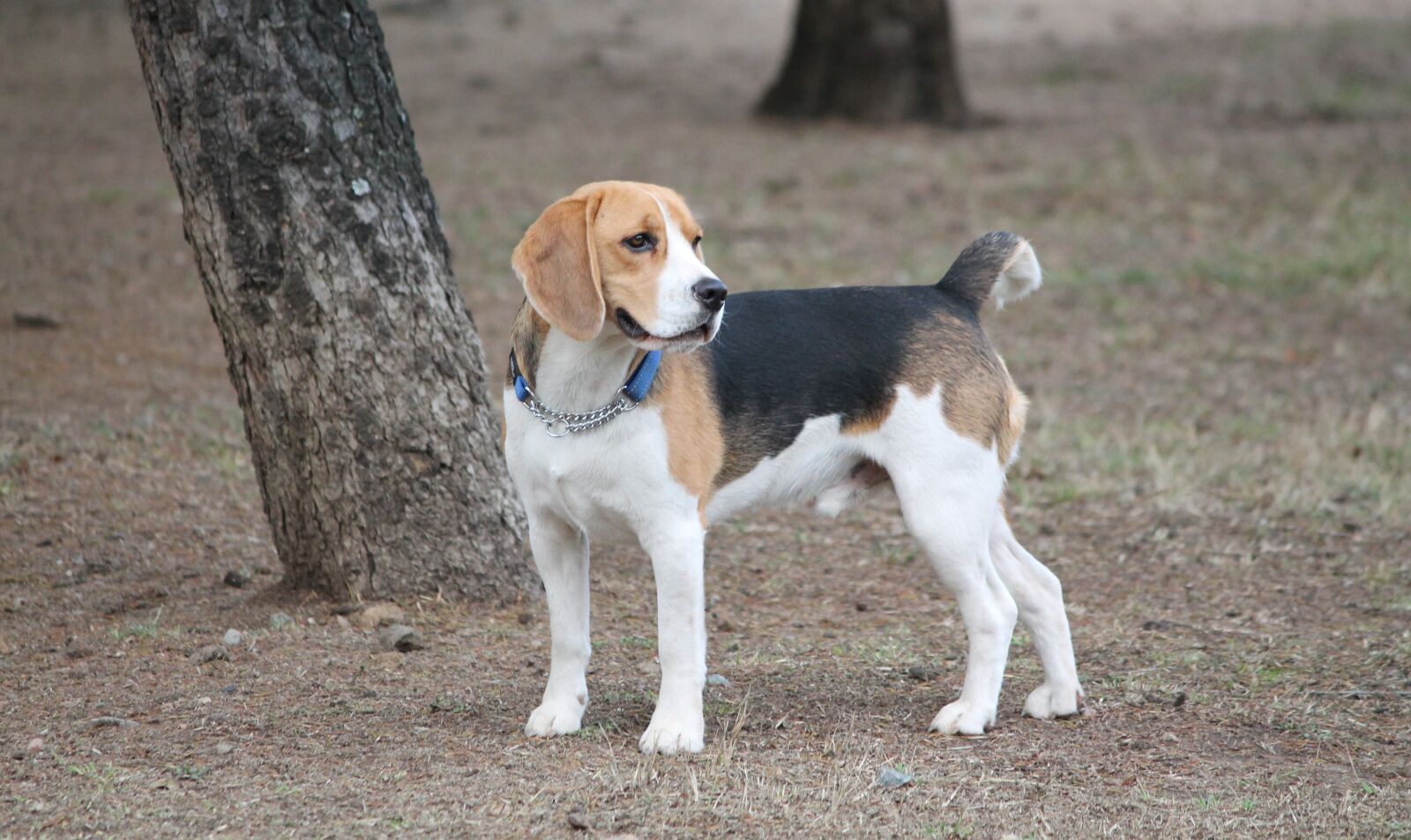 Canon EOS 1100D (EOS Rebel T3 / EOS Kiss X50) sample photo. Dog, beagle, medium photography