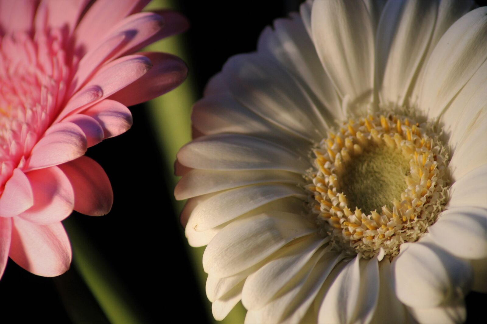 Canon EOS 1100D (EOS Rebel T3 / EOS Kiss X50) sample photo. Gerbera, background, nature photography