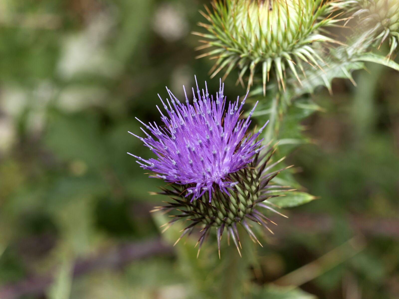 OLYMPUS 14-42mm Lens sample photo. Cotton thistle, flower thistle photography