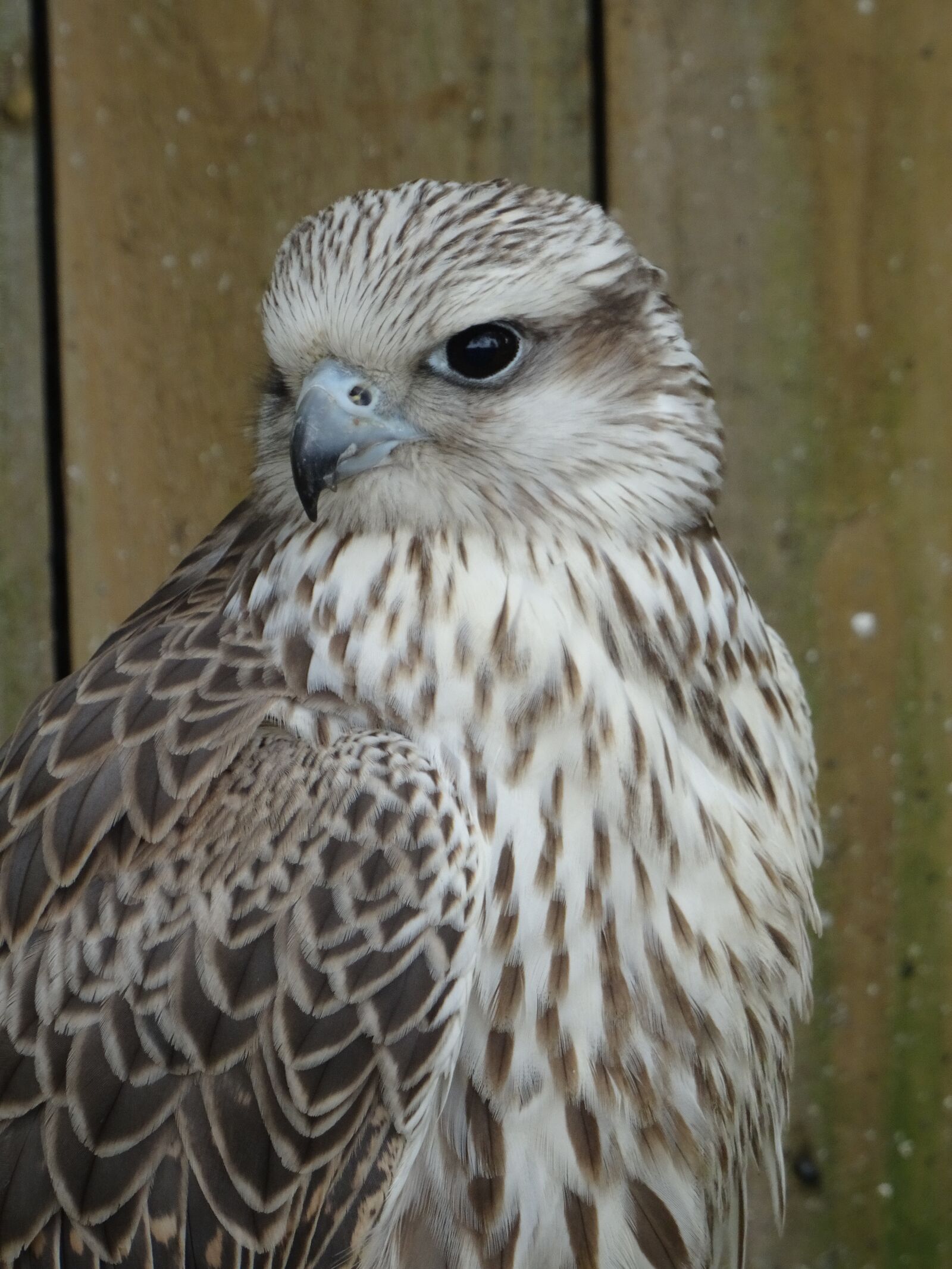 Sony DSC-HX50 sample photo. Cyr falcon, york bird photography