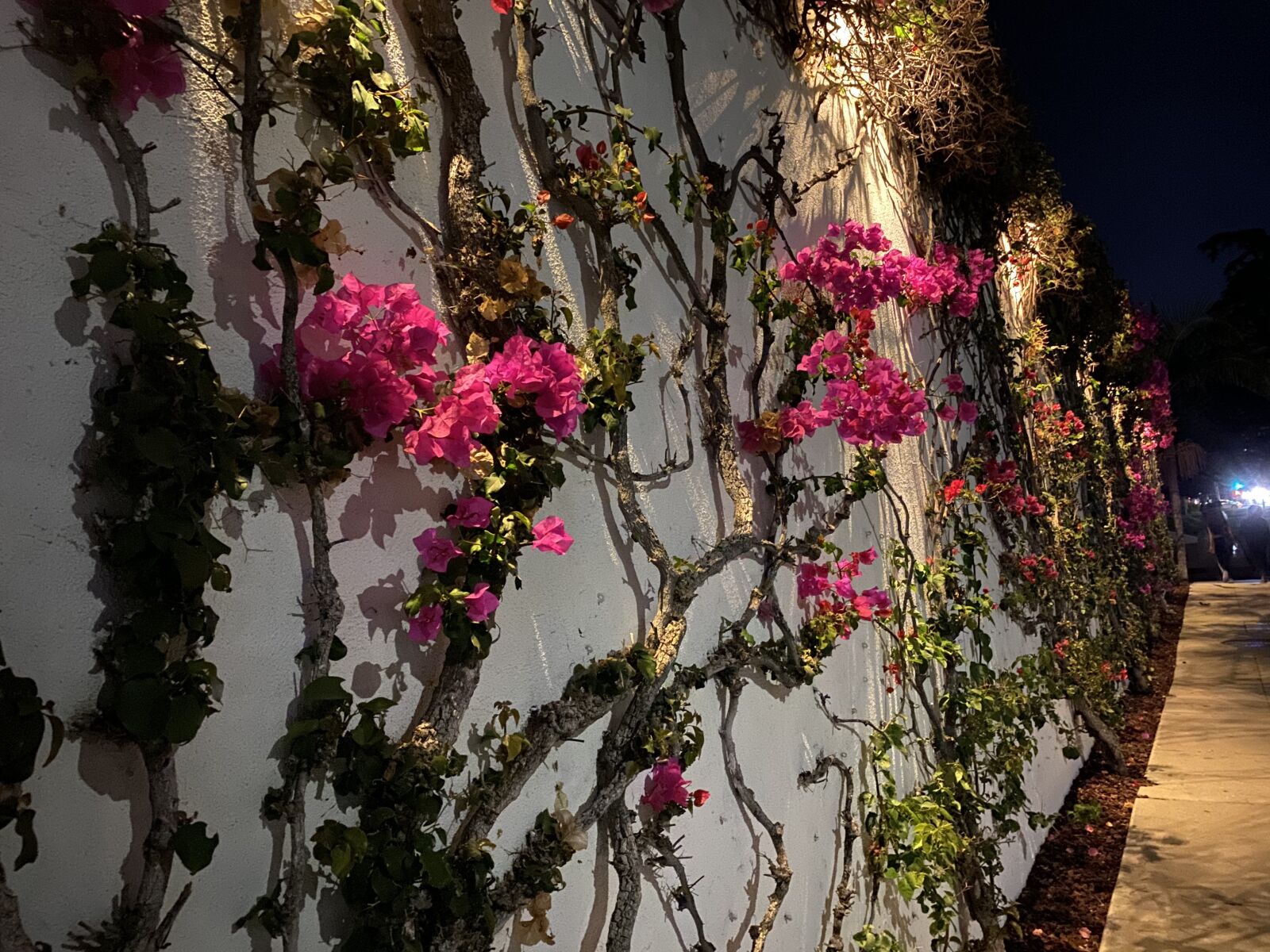 Apple iPhone 11 Pro Max sample photo. Wall, flowers, pathway photography