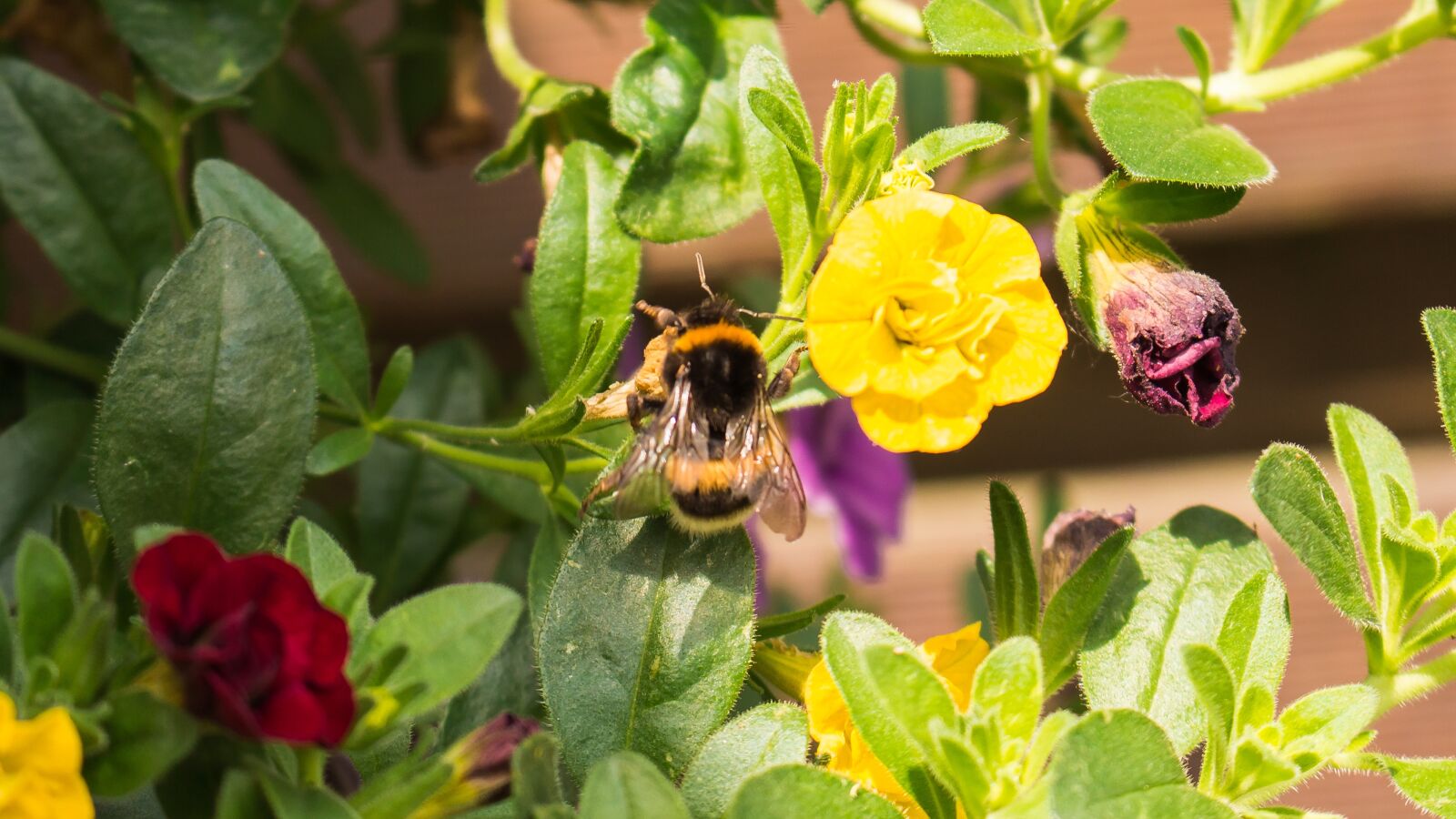 Canon EOS 700D (EOS Rebel T5i / EOS Kiss X7i) sample photo. Hummel, flower, nature photography