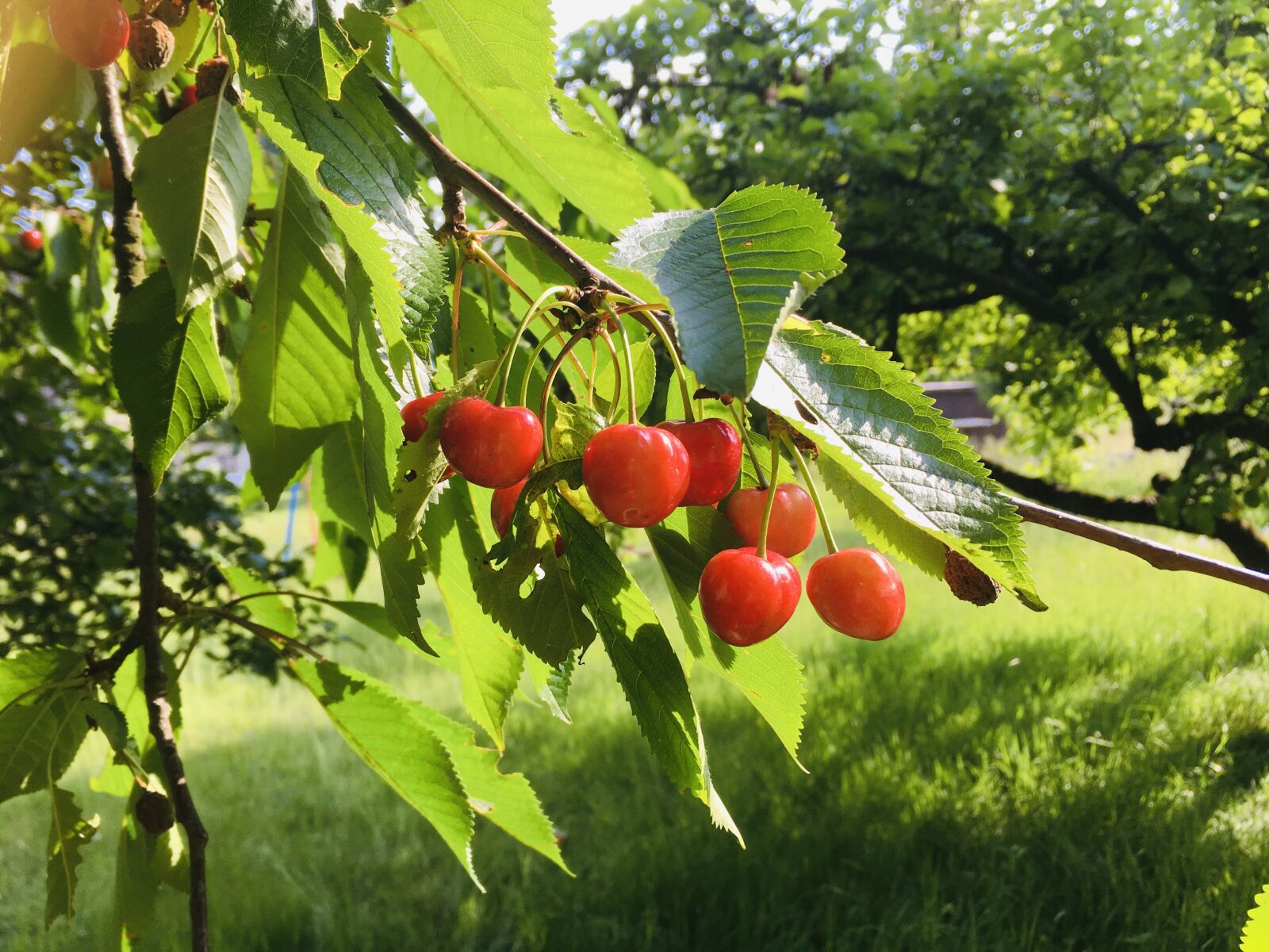 iPhone SE back camera 4.15mm f/2.2 sample photo. Cherries, summer, fruit photography