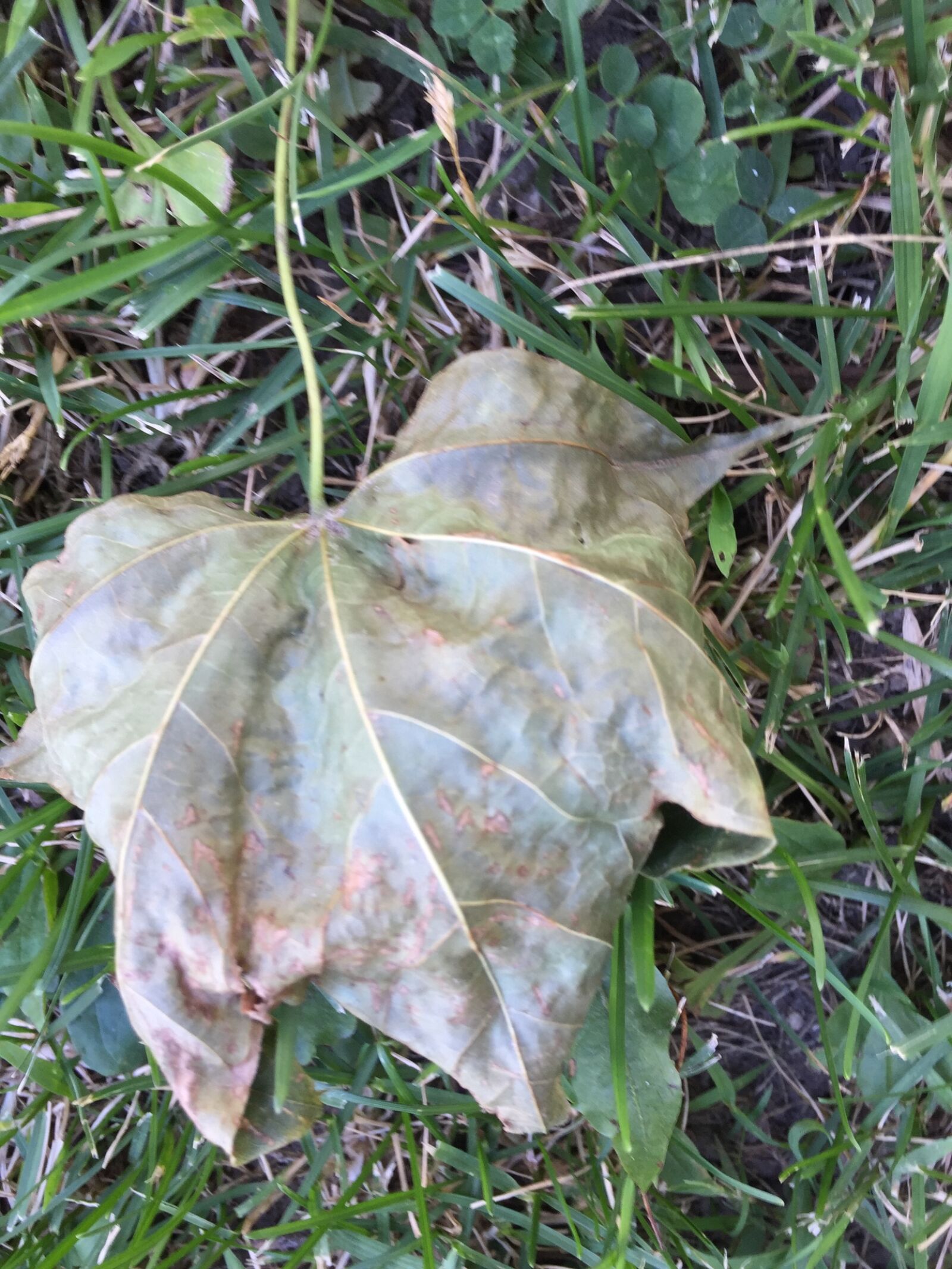 Apple iPhone 6 sample photo. Closeup, dead, leaf, farm photography