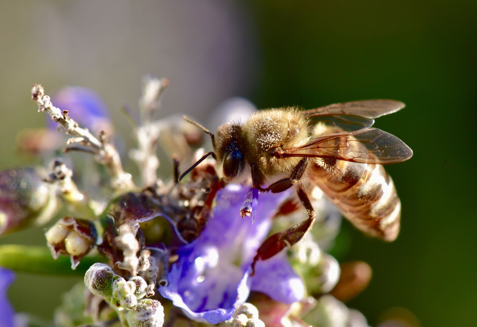 Nikon D750 sample photo. Bee, flower, lavender photography