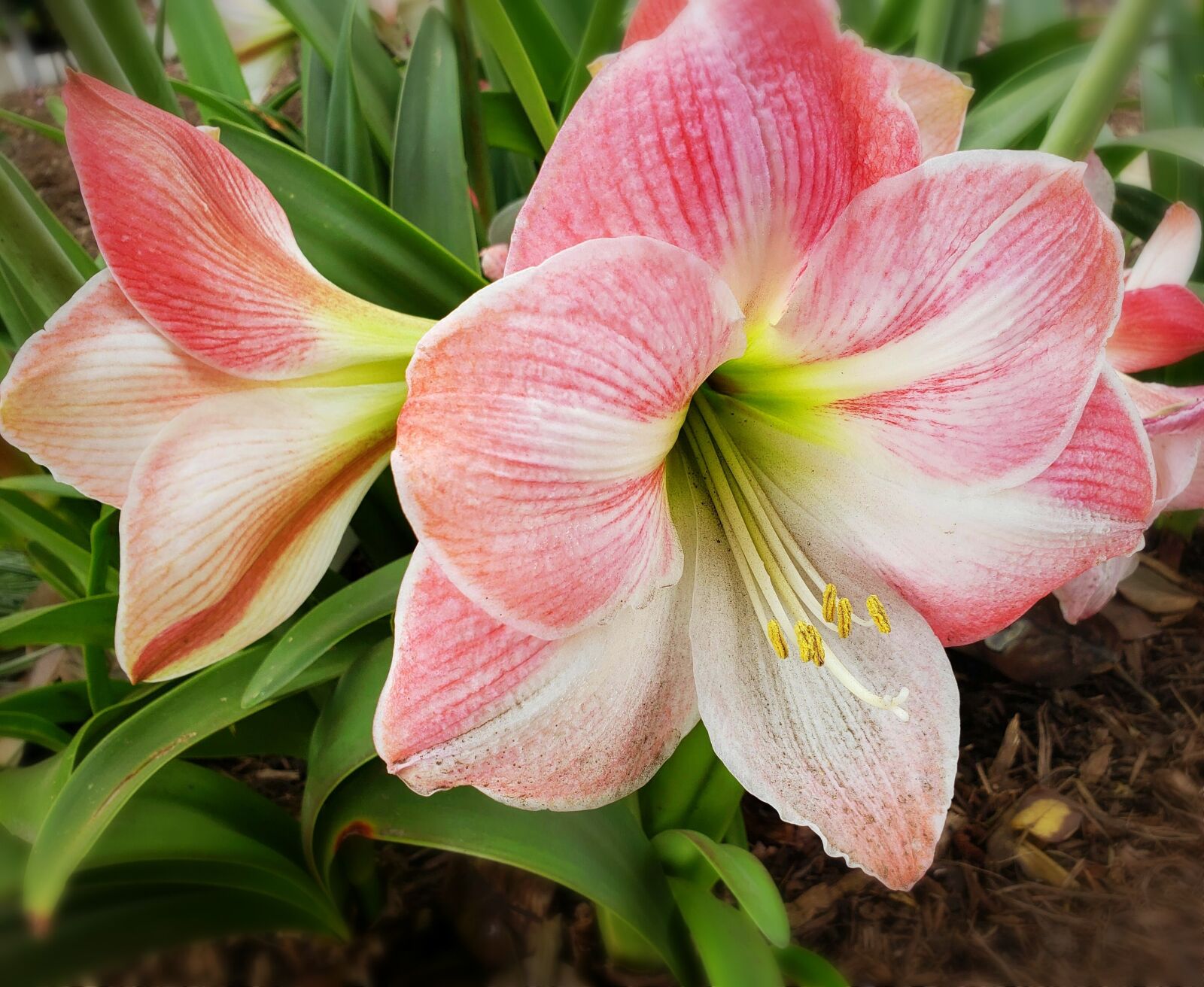 Samsung Galaxy Note9 sample photo. Lily, bloom, flower photography