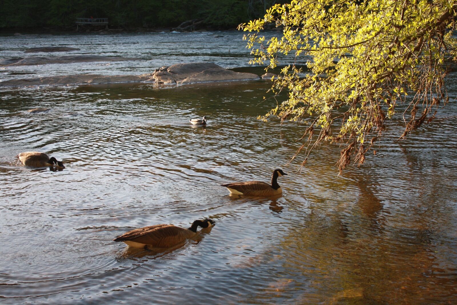 Canon EOS 1000D (EOS Digital Rebel XS / EOS Kiss F) sample photo. River, duck, nature photography