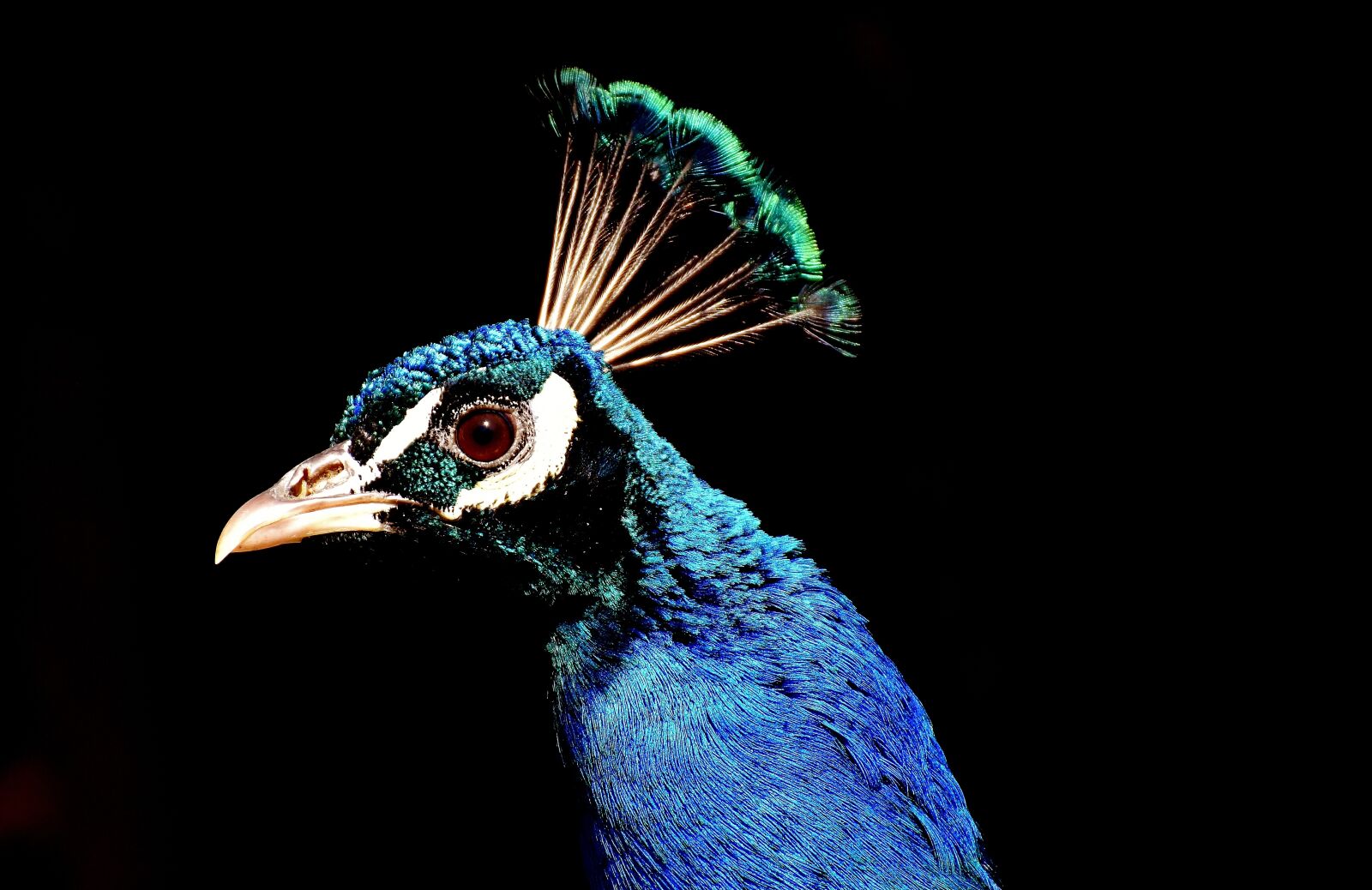 Nikon D7200 sample photo. Peacock, pride, bird photography