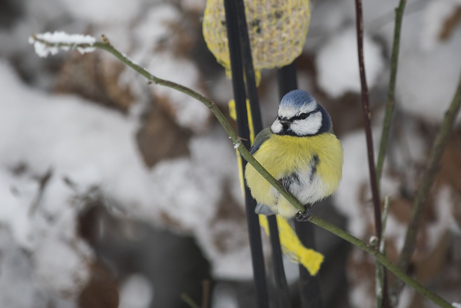 Nikon D3300 sample photo. Snow, winter, ave photography