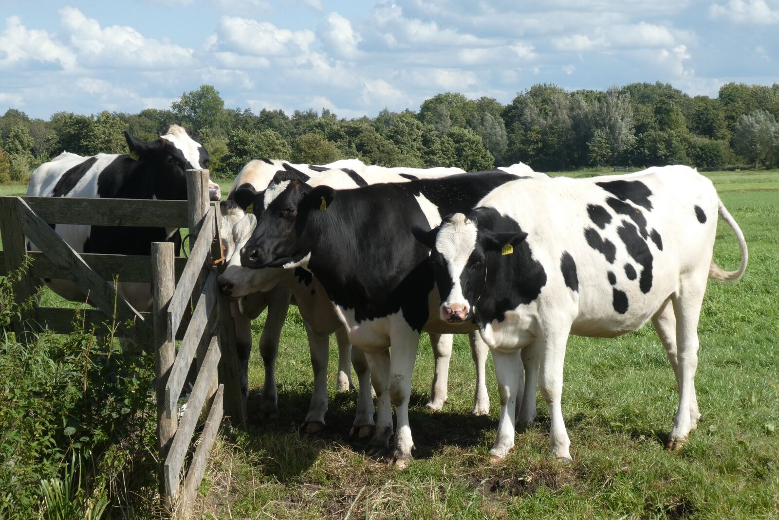 Panasonic Lumix DC-ZS70 (Lumix DC-TZ90) sample photo. Cows, the bulls, pasture photography