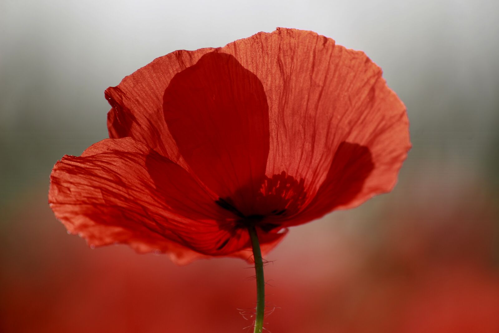 Canon EOS 100D (EOS Rebel SL1 / EOS Kiss X7) sample photo. Poppy flower, poppy, red photography